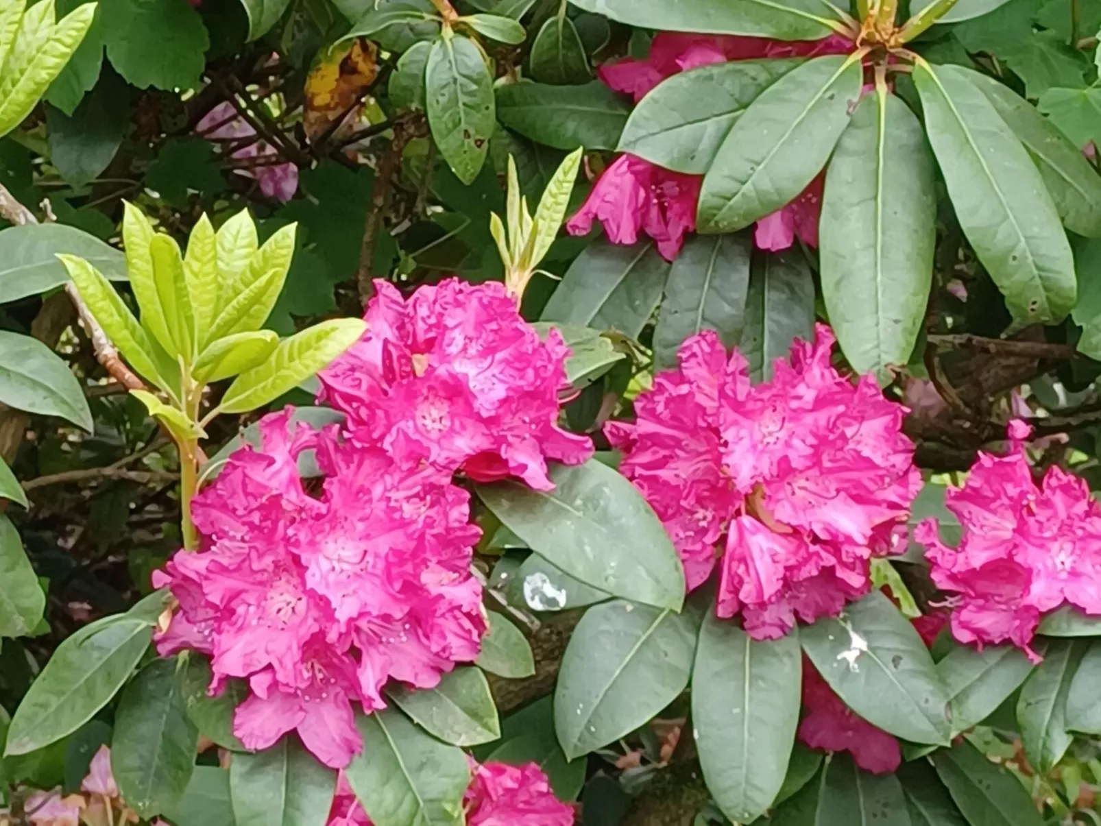 Burgi EG Hahnenklee-Buiten
