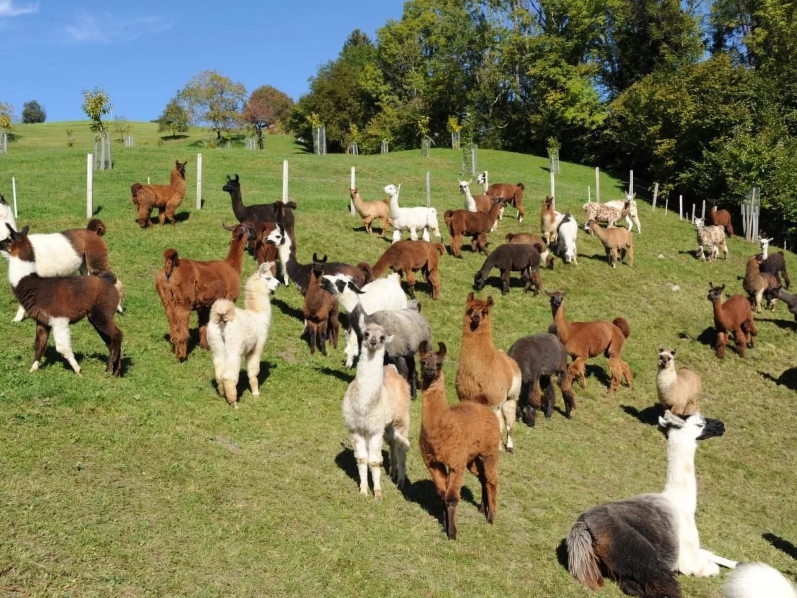 Holzhaus auf Lamahof-Buiten