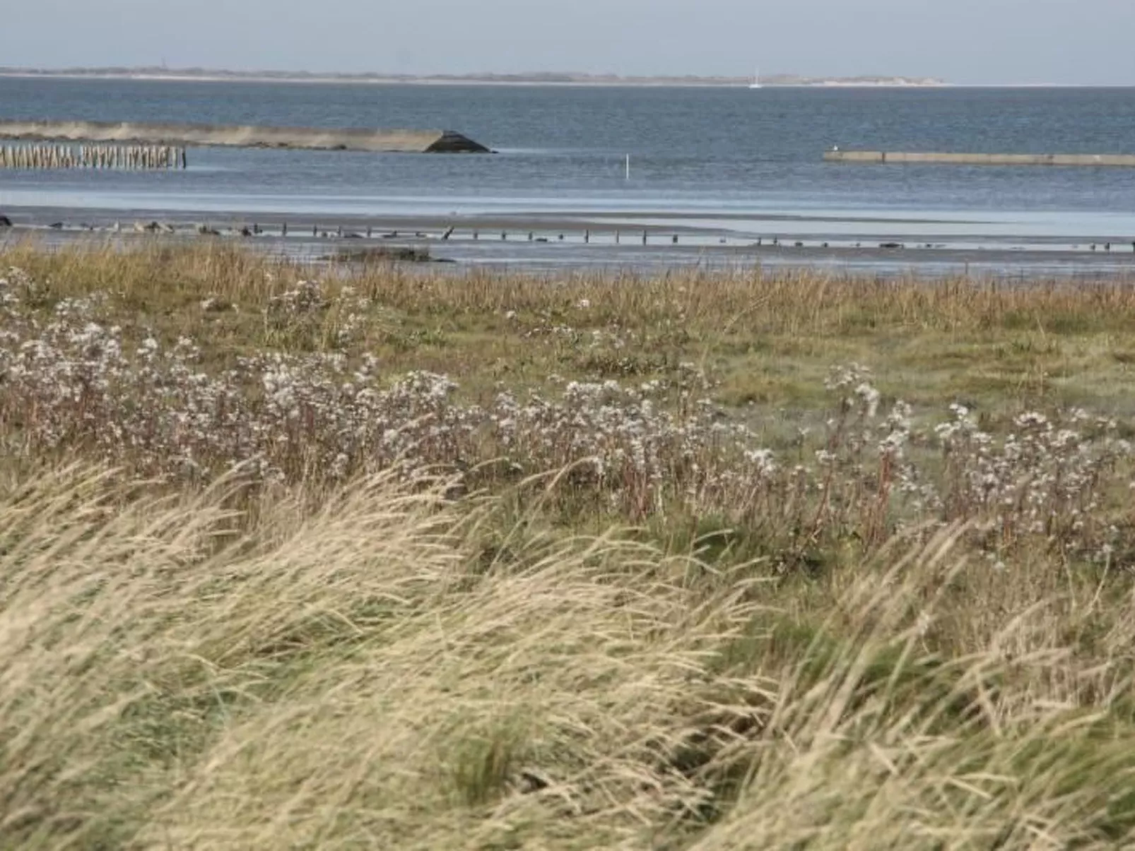 Lammert-Image-tags.info