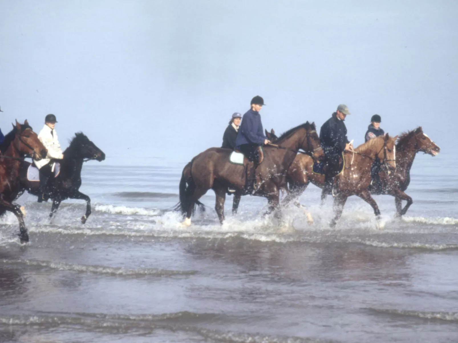 "L'Eucalyptus-Image-tags.info