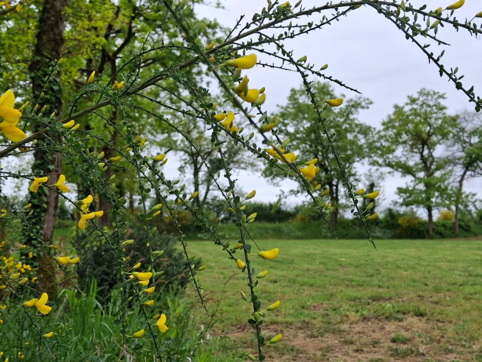 Cottage "Cottage Confort 1 ch" im Feriendorf-Buiten