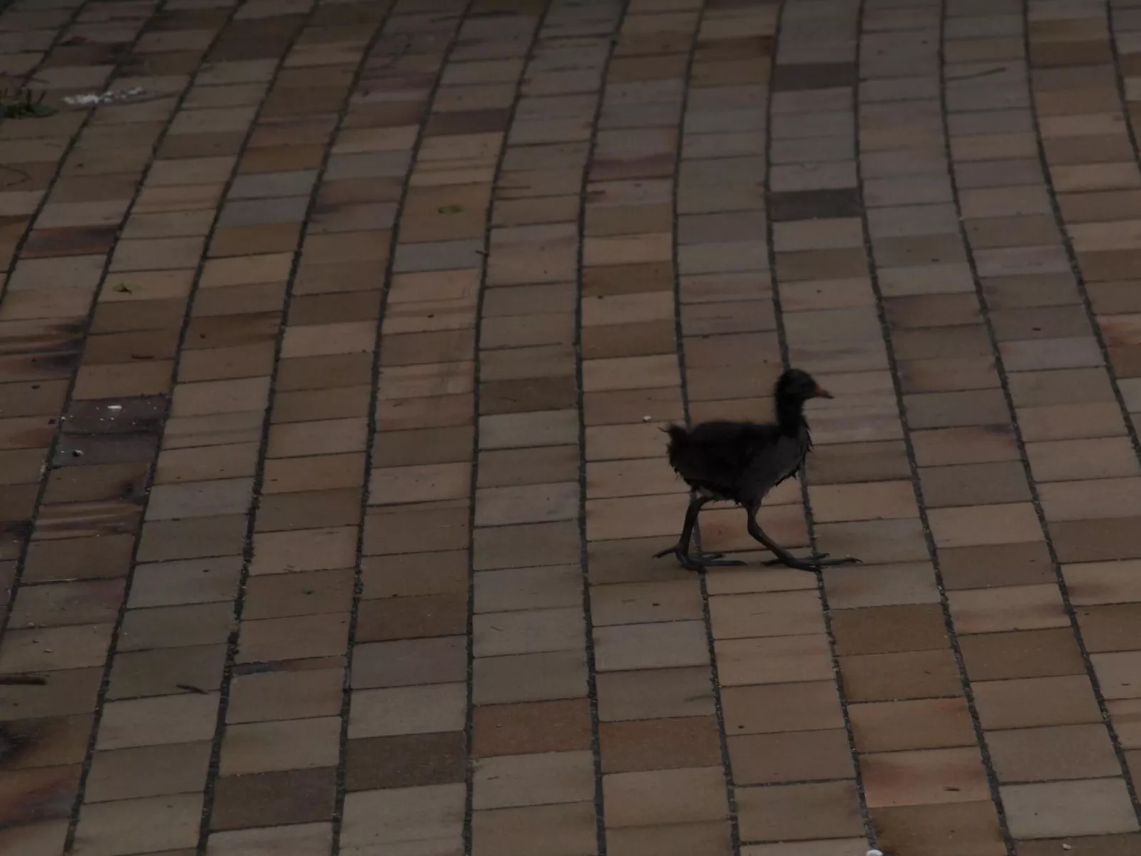 Rosalie - Ruhig - Zentral - Hochwertig-Buiten