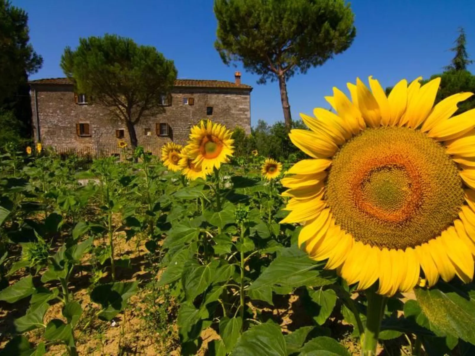 'Molinello albicocco'-Buiten