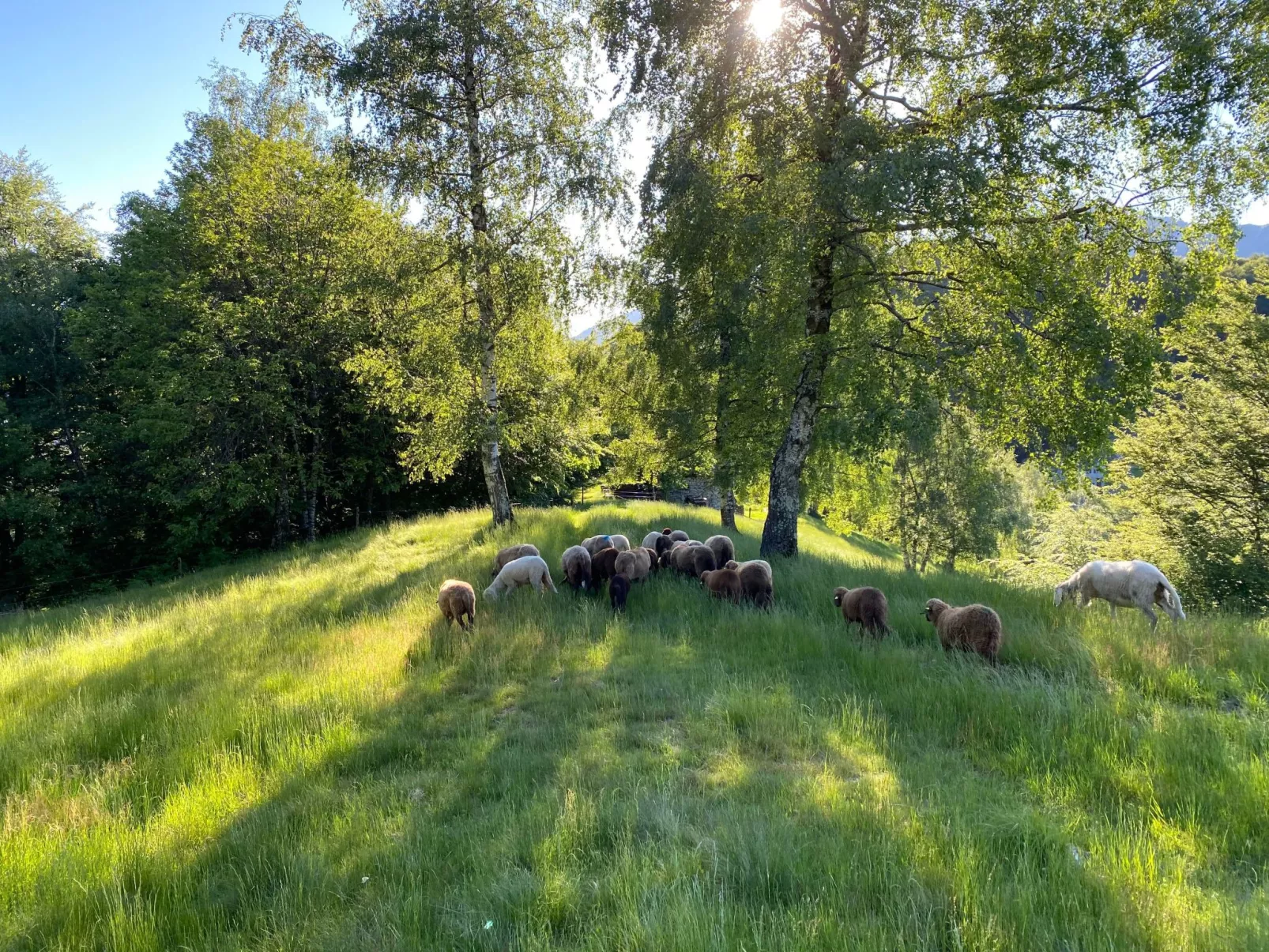 Typisches Tessiner Landleben im Centovalli-Buiten