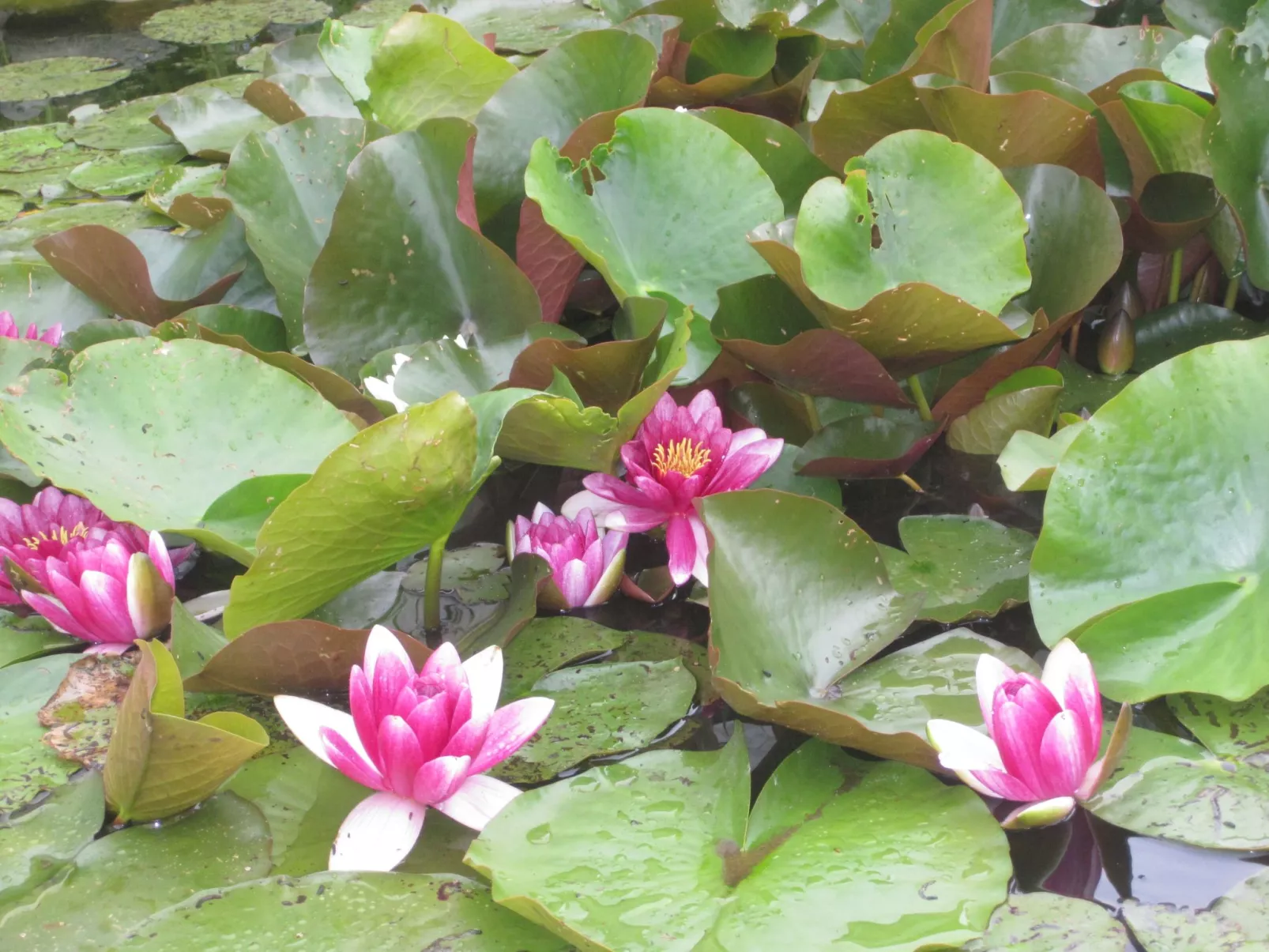Landhaus am See-Buiten