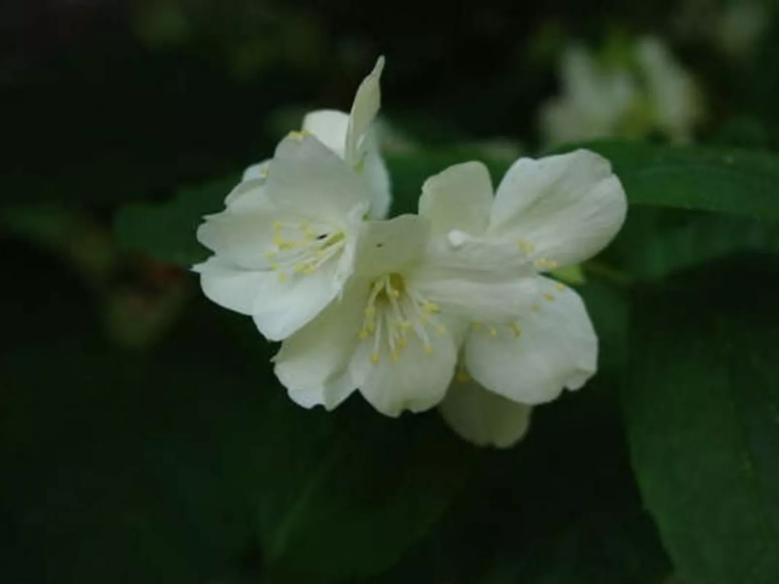 Rosa' Wohnung mit privatem Garten-Buiten