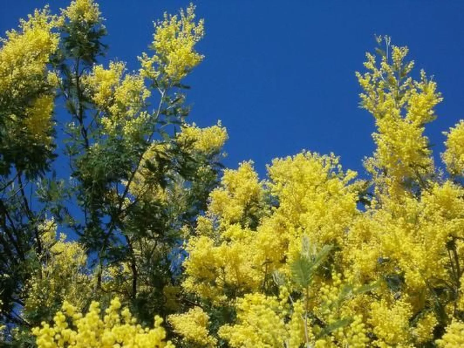 Komforthaus mit Traumgarten und Meerblick-Image-tags.info