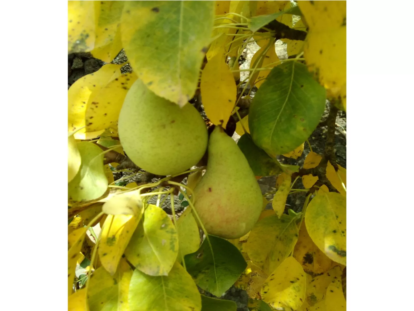 Traditionelles kanarisches Landhaus-Image-tags.info