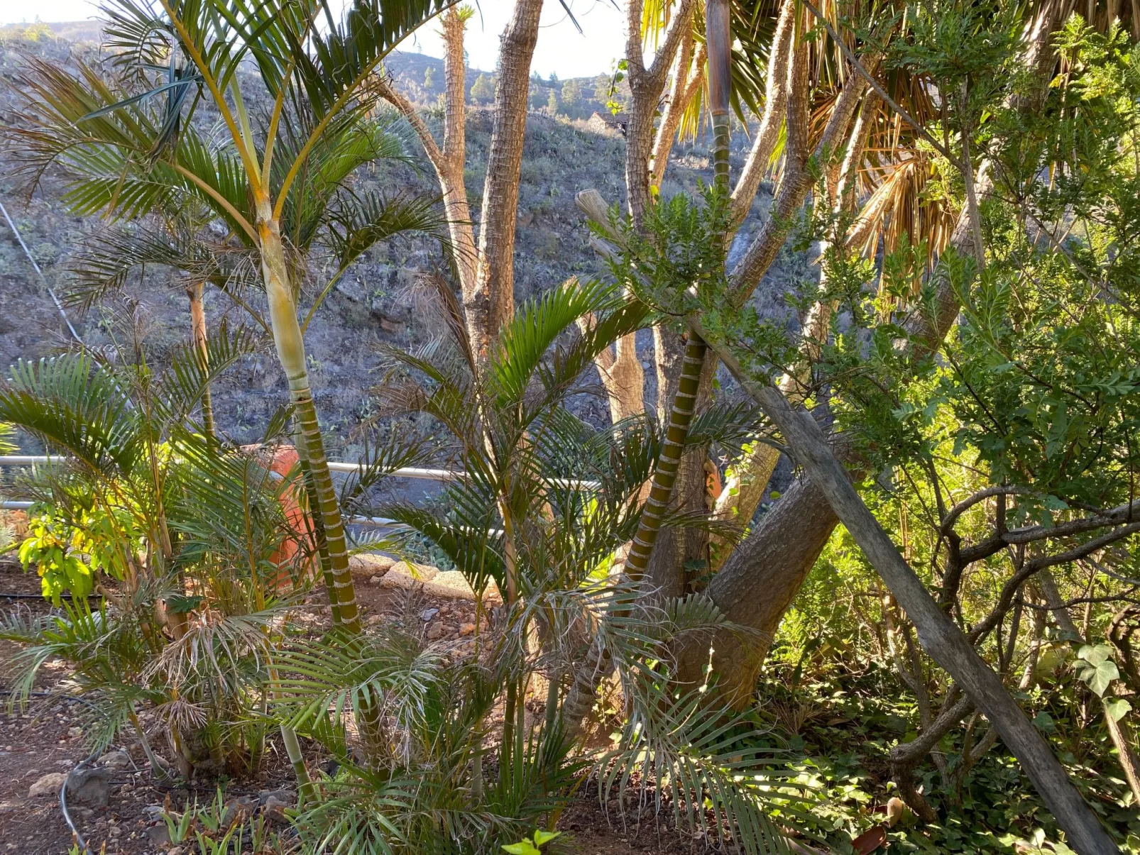 La Casita mit gemeinschaftlichem Wellnessbereich-Buiten