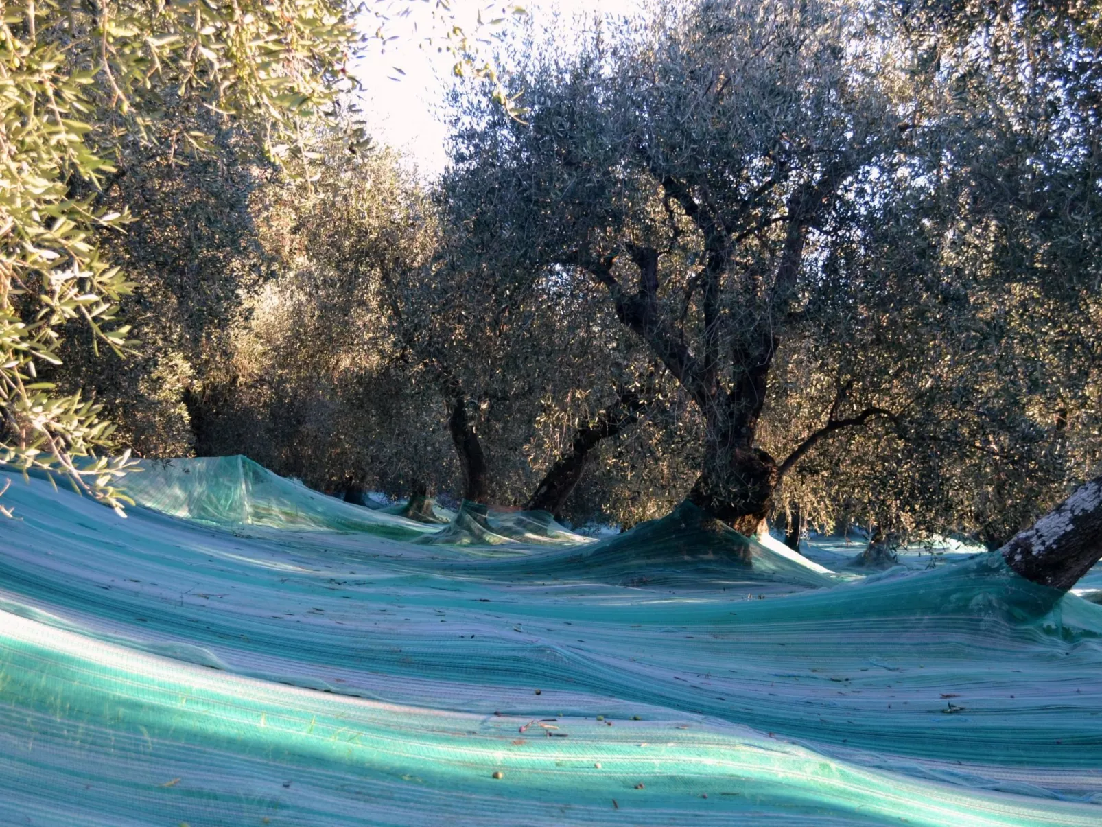 In Diano San Pietro-Buiten