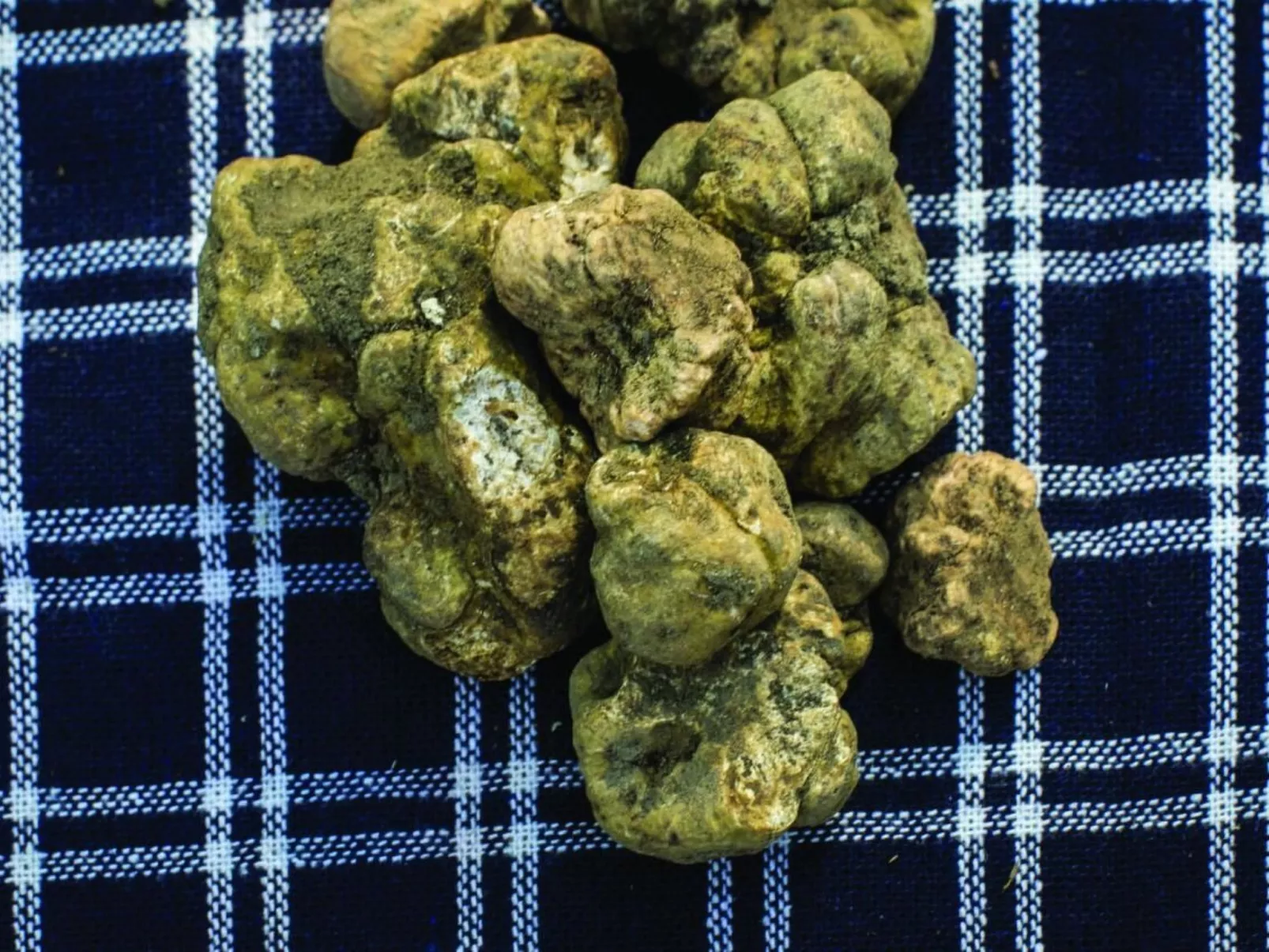 Villa Pesce,Dolcetto-Image-tags.info