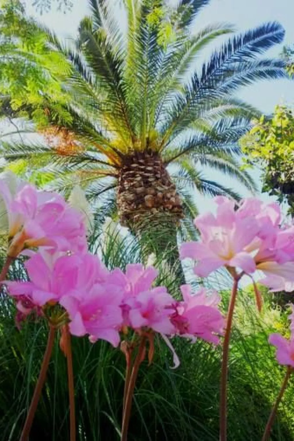 Hibiskus-Image-tags.info