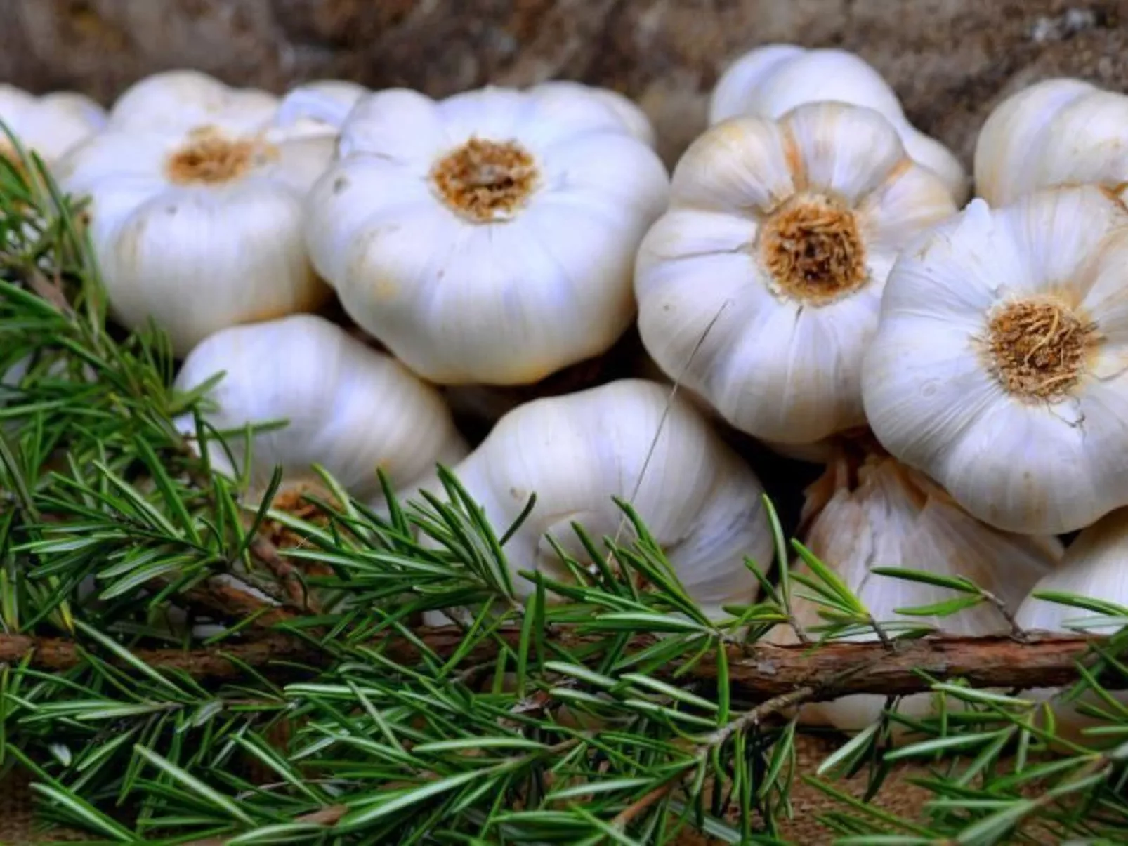 Apartment Rosa Canina (Wilde Rose)-Image-tags.info