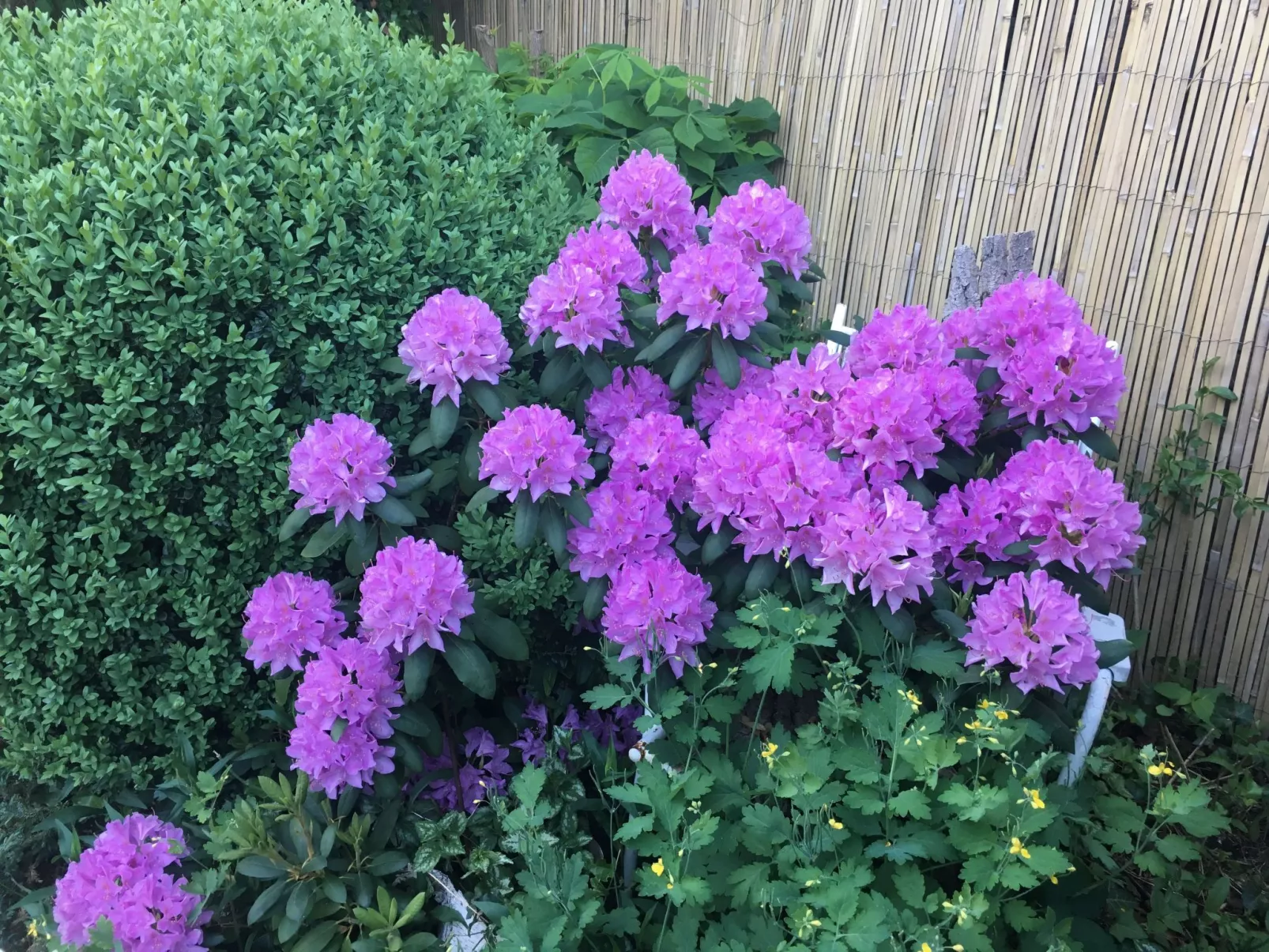 Spitzwegerich-Buiten