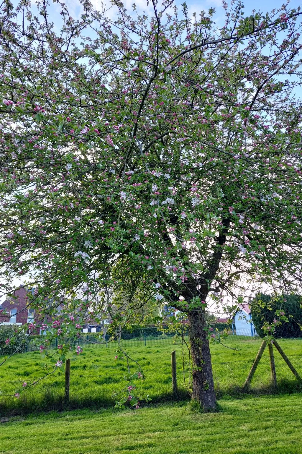 Wattwurm in Fedderwardersiel-Buiten
