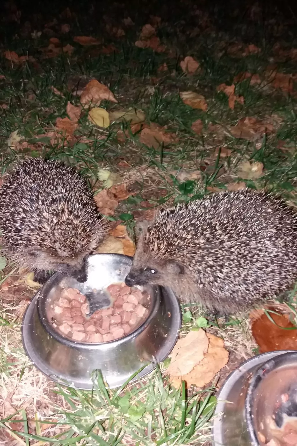 Hummelcasa-Image-tags.info