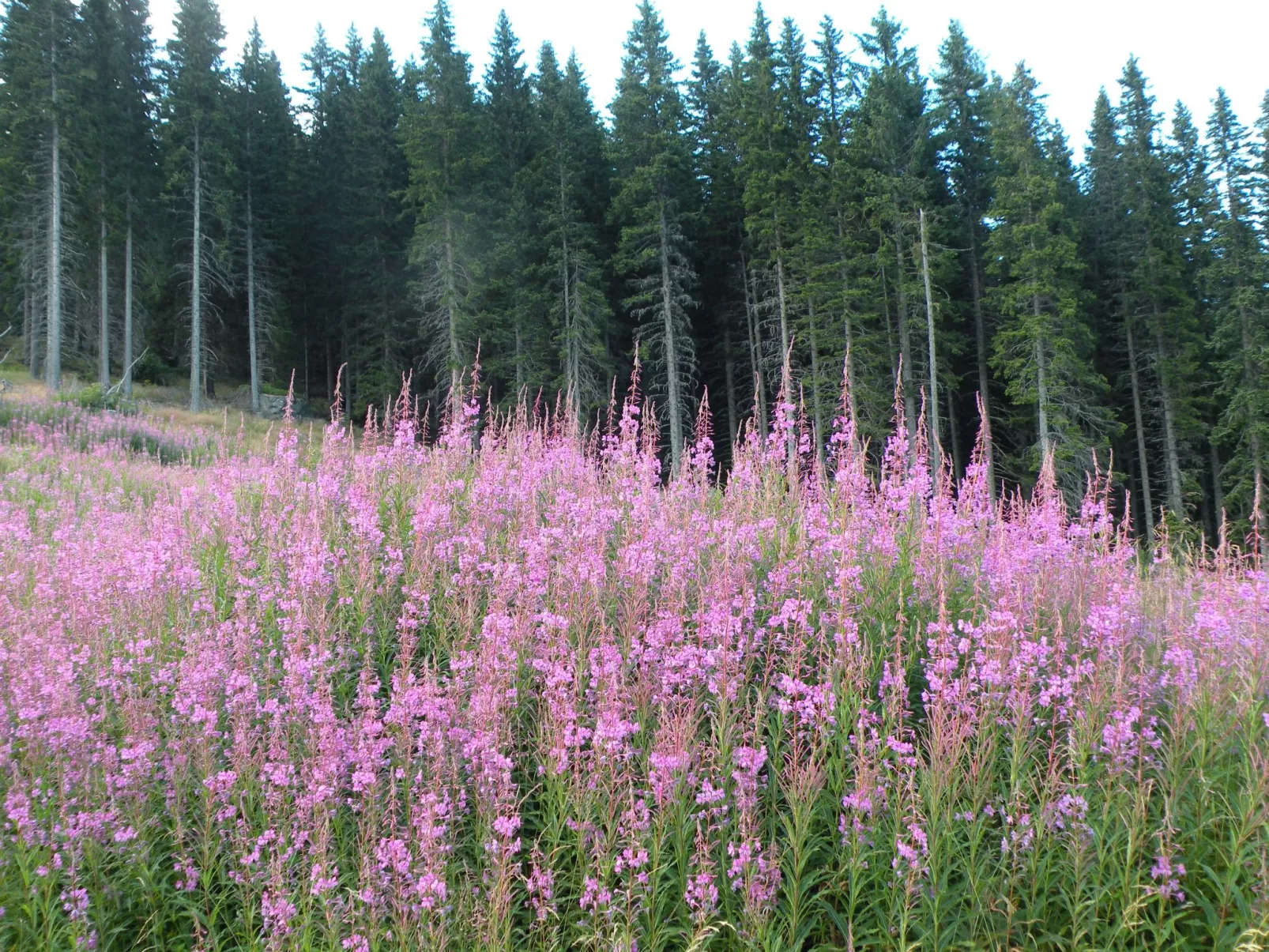 Modernes Ferienhaus in Granitzen mit Grill-Buiten
