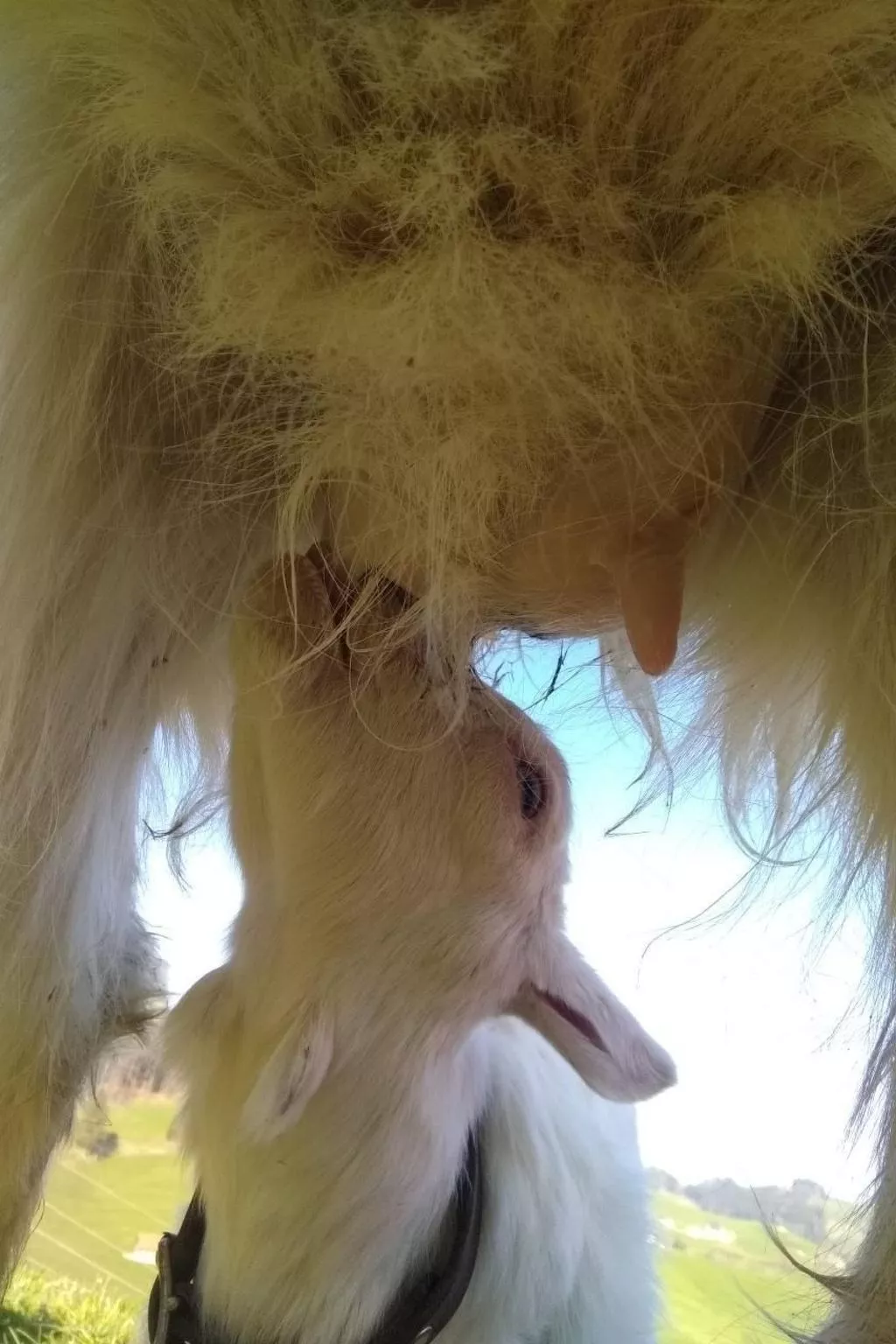 Hasenbüel-Image-tags.info