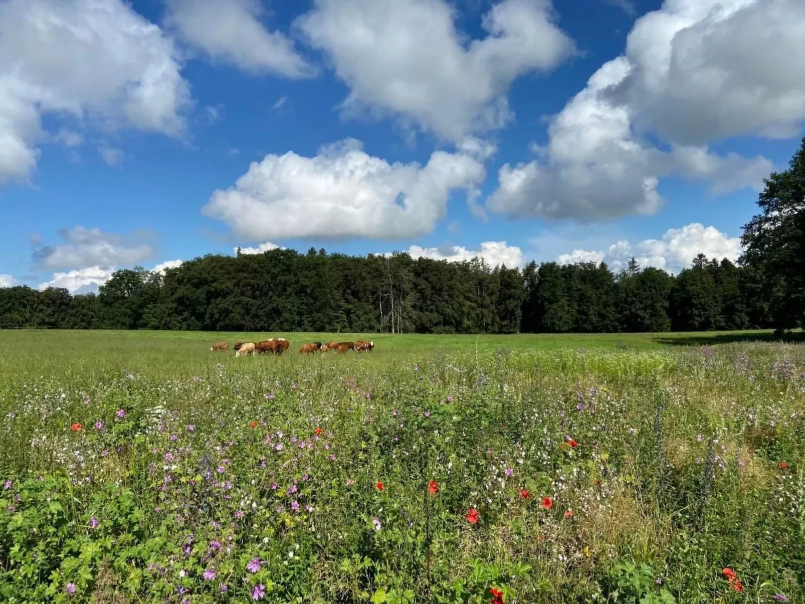 La Ferme-Image-tags.info