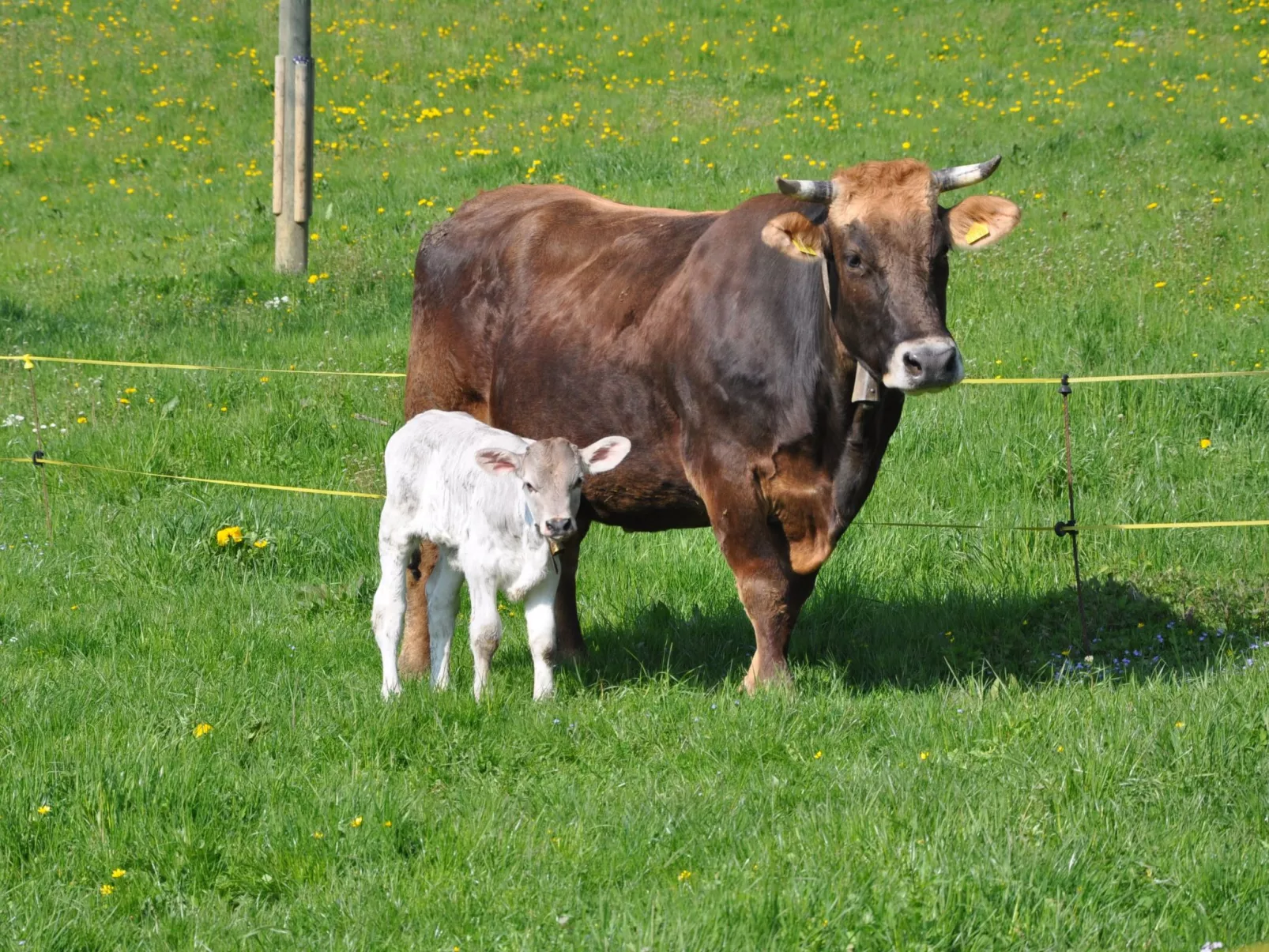Hof Sagenmattli-Buiten