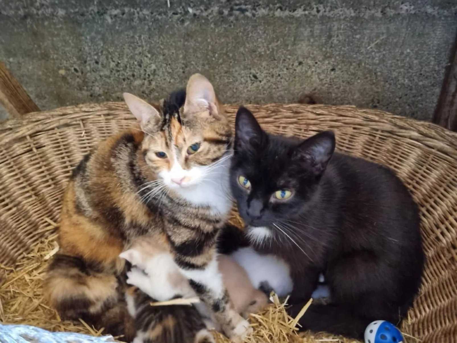 Bio-Hof Brudersrüti-Image-tags.info