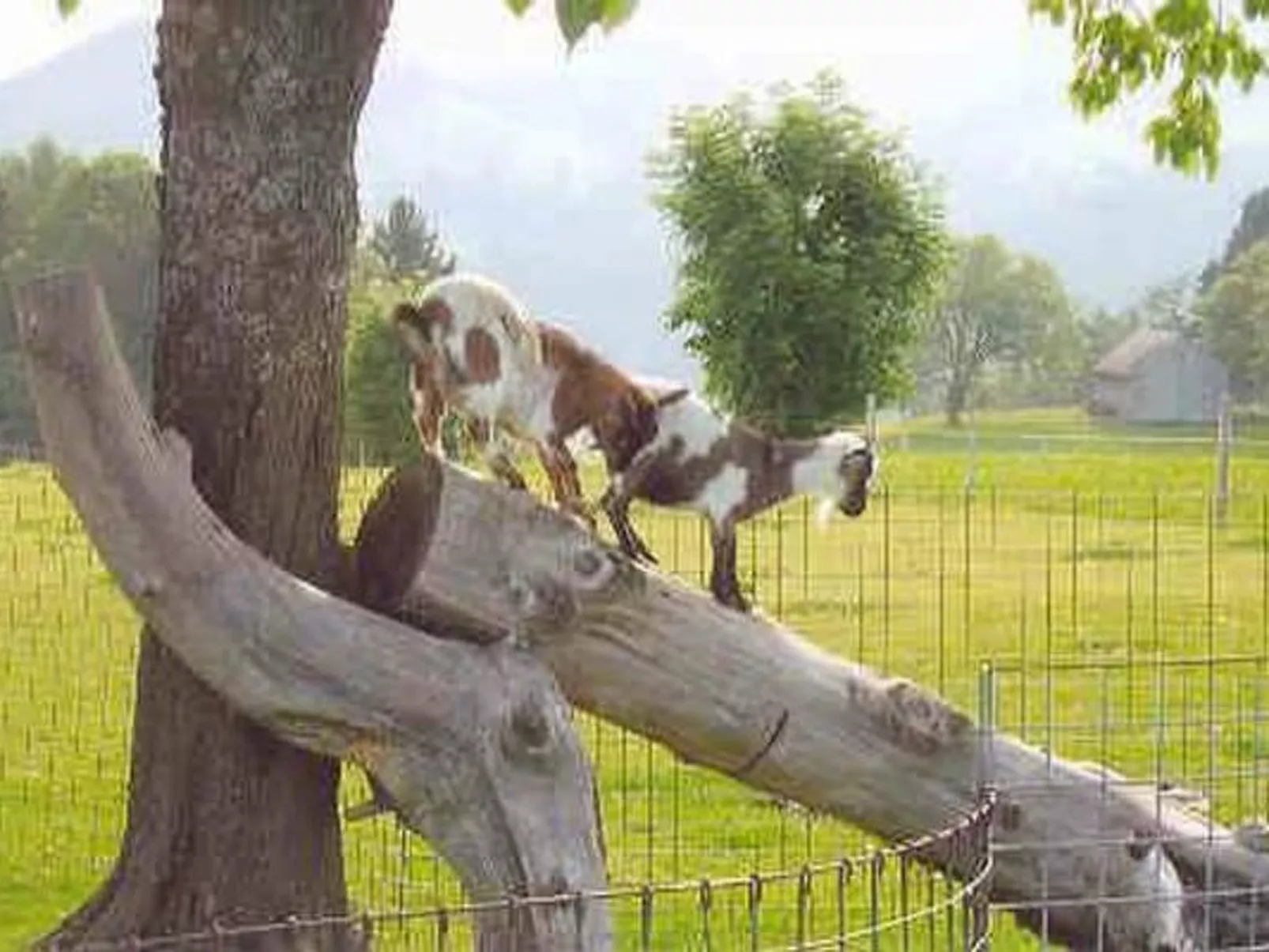 Bauernhof ufem Berg-Image-tags.info