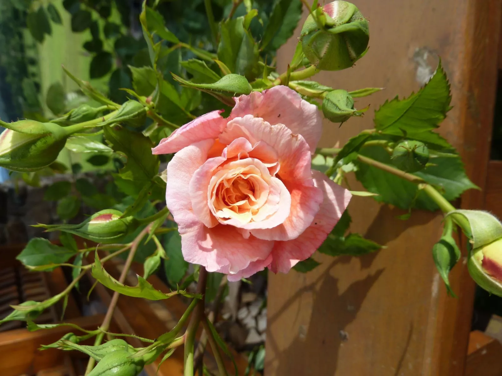 Wildfeuer-Image-tags.info