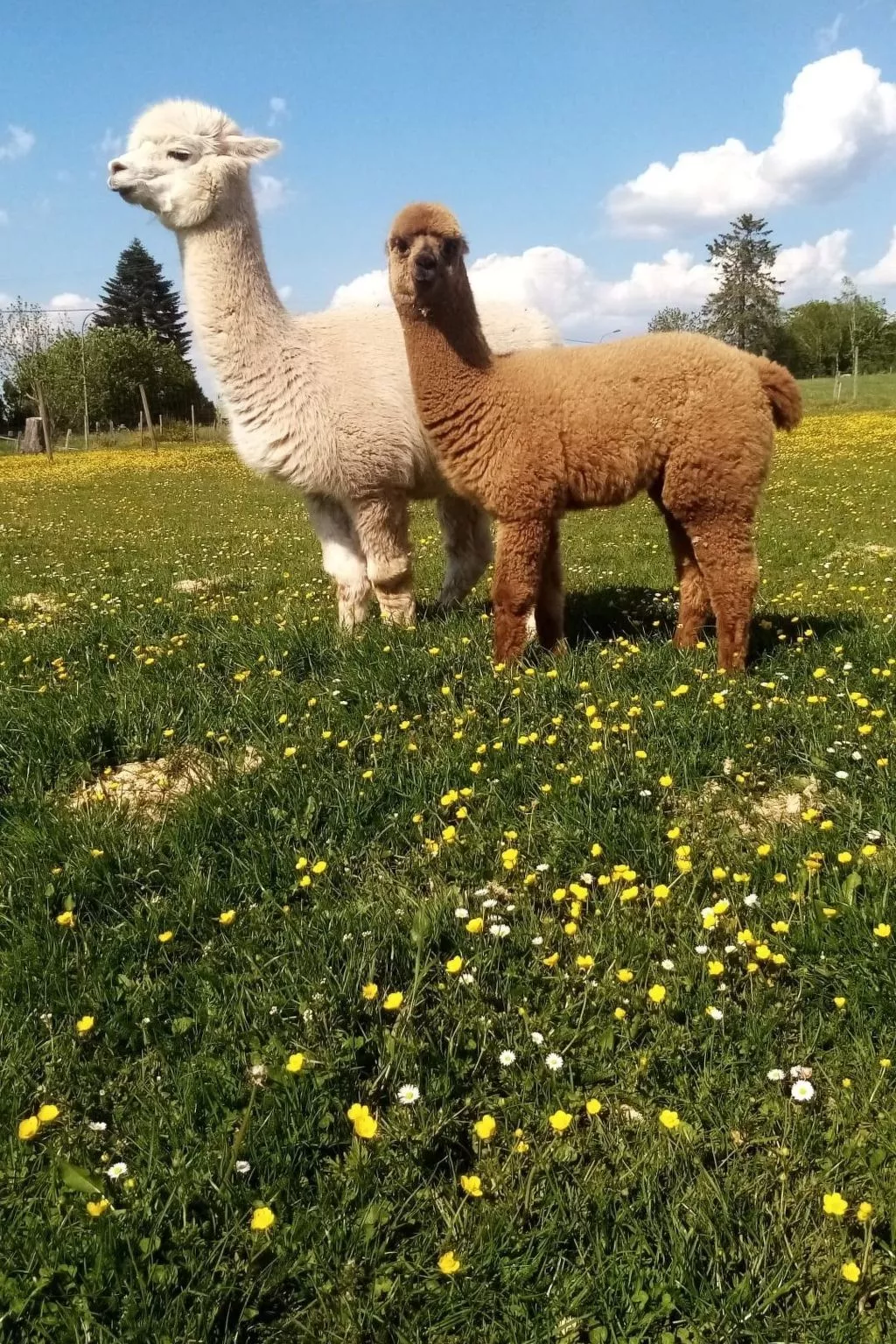 Herzfenner Landhaus-Buiten