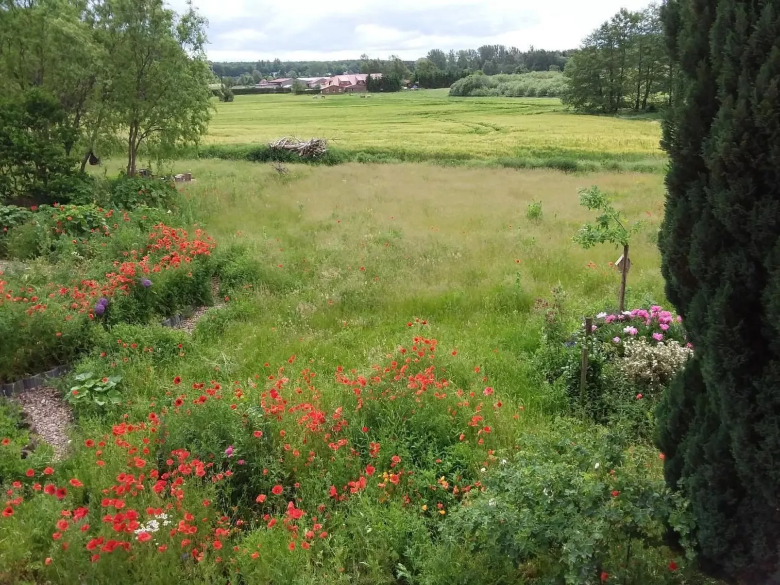 Schmetterling-Buiten