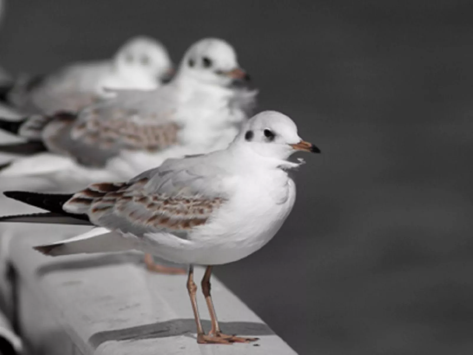 Großes Ferienhaus in Müggendorf mit Garten-Image-tags.info