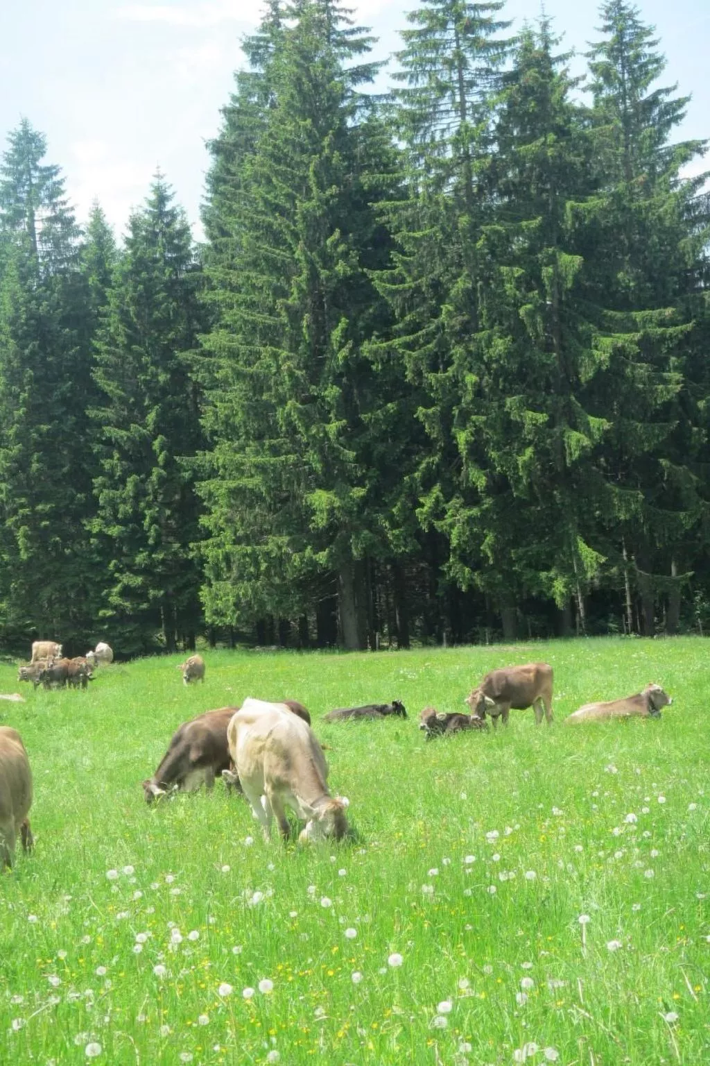 Mit Hallenbad-Buiten
