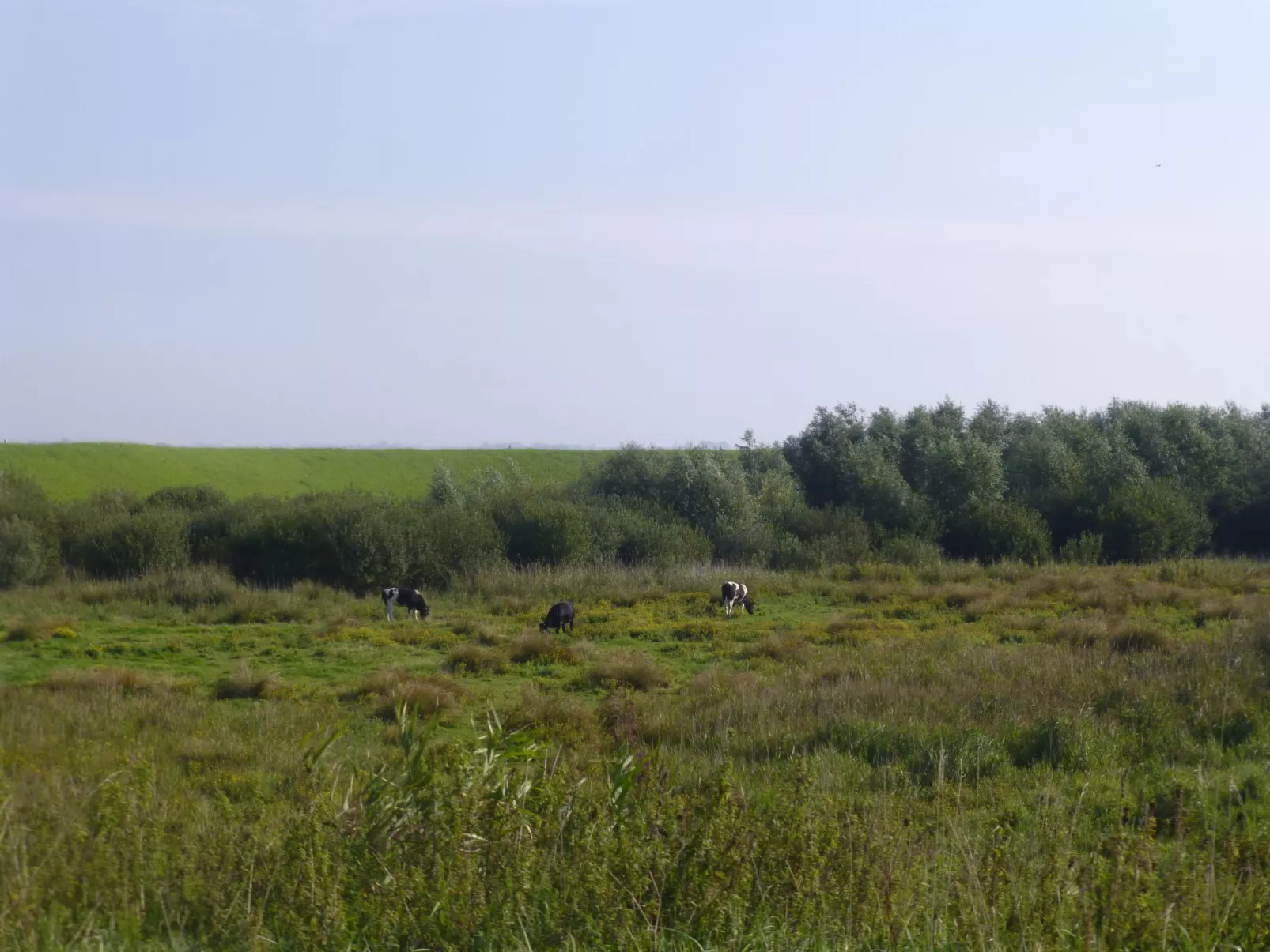 Neuer schöner Bungalow-Buiten