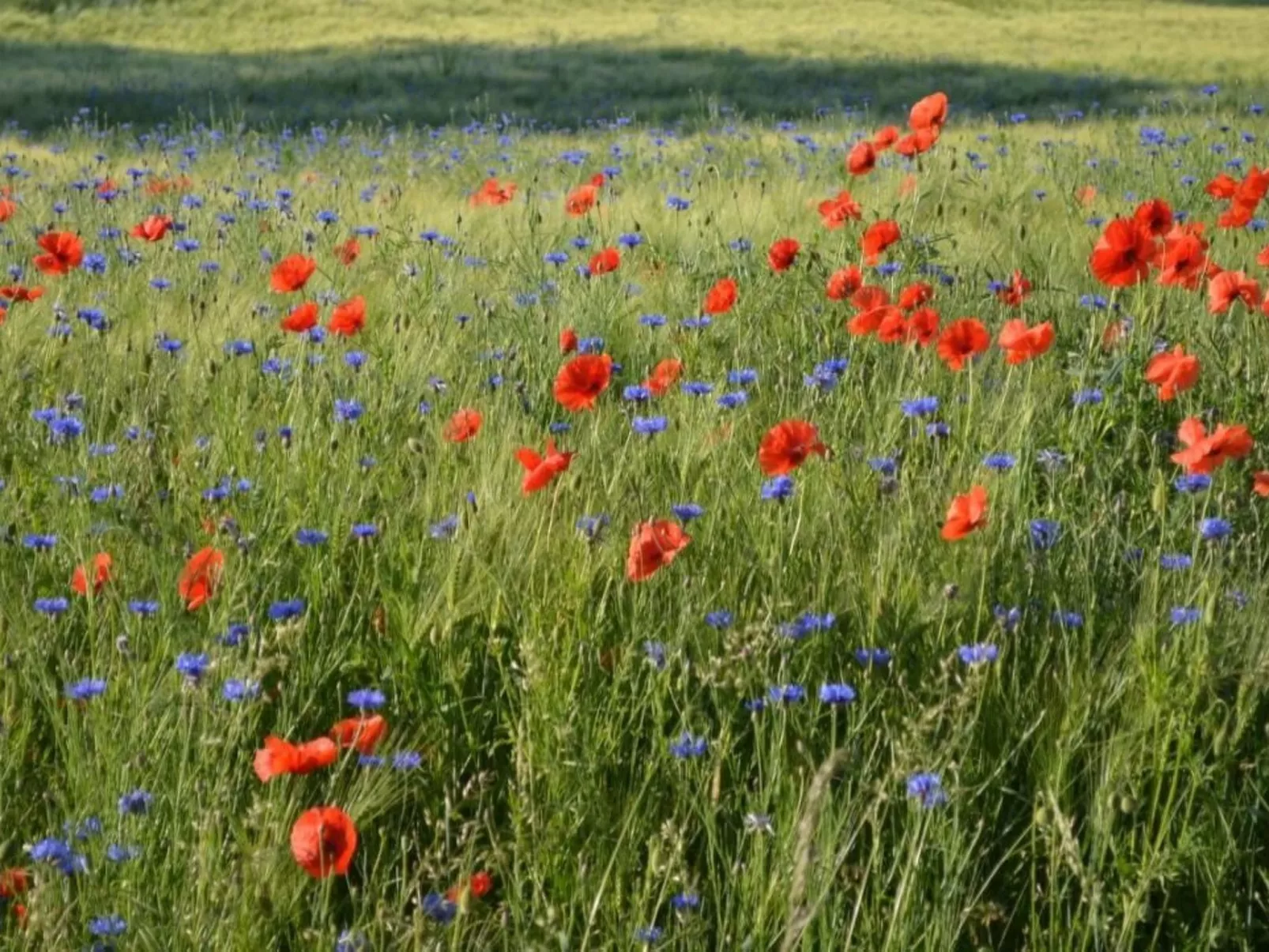 La Mer in Altefähr-Buiten