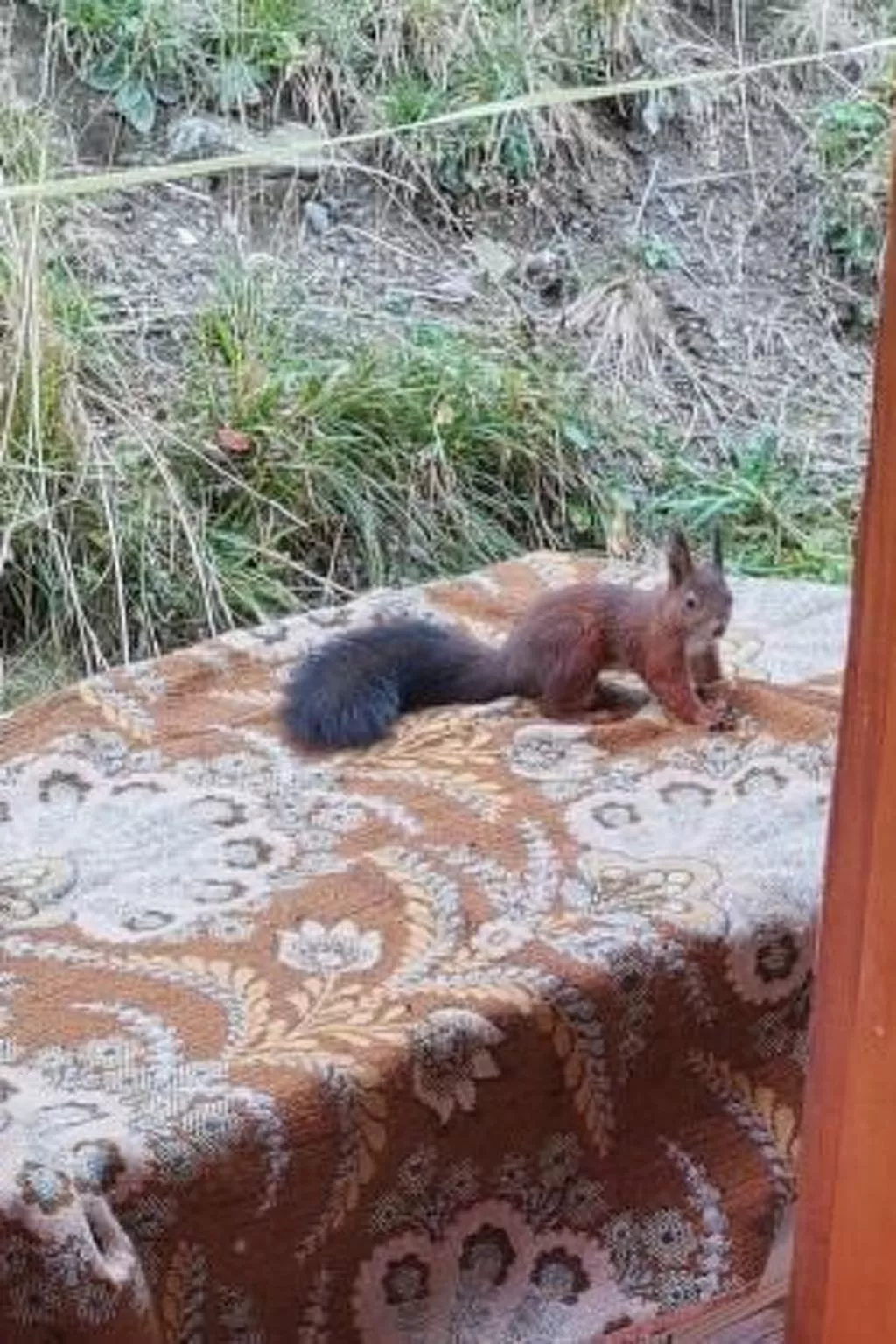 Chalet Écureuil-Image-tags.info