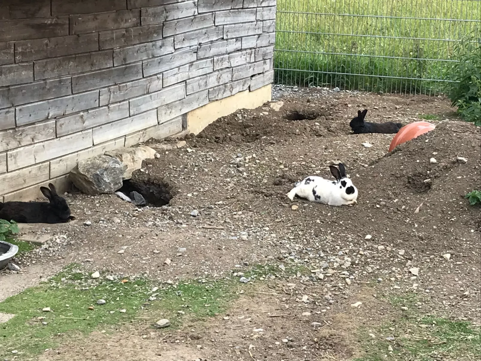 Pony-Ziegen-Hasen-Ranch in Bichlbach-Buiten