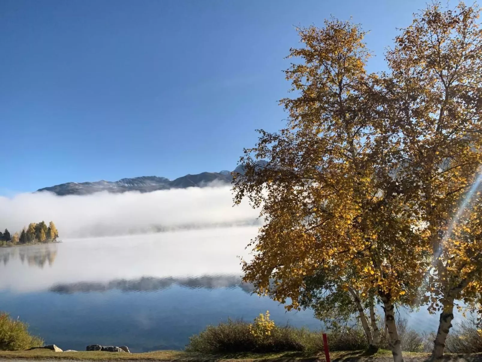 Arnica 3-Image-tags.info