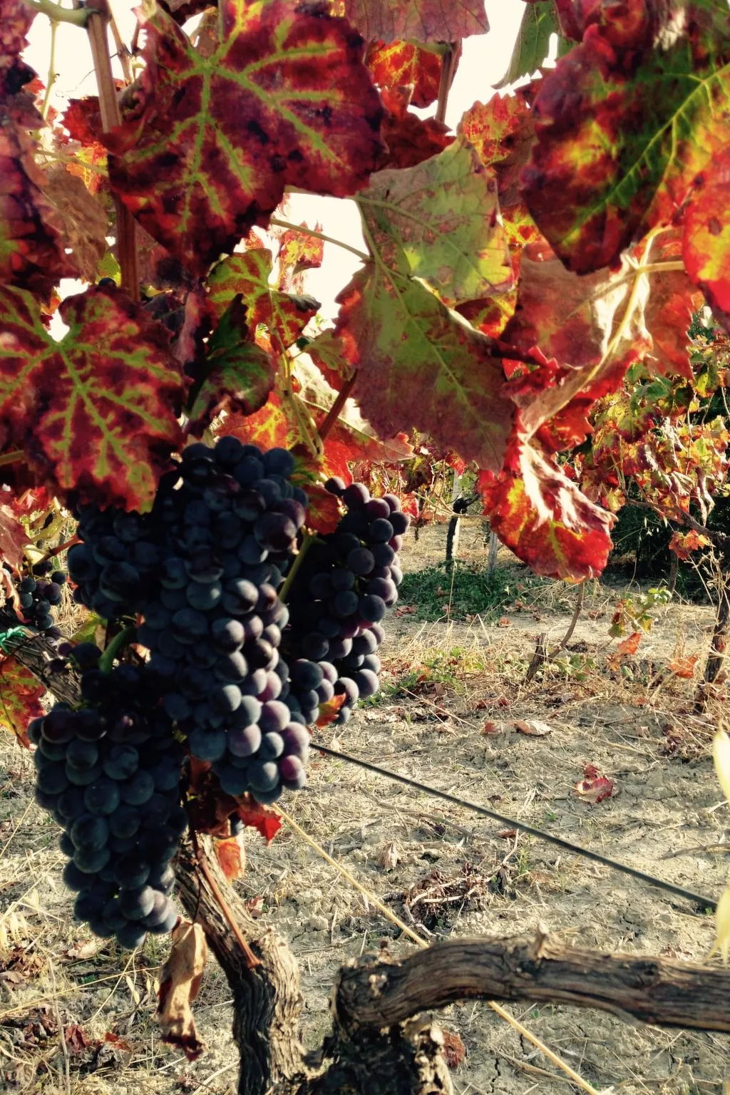 In Badolato Marina-Buiten