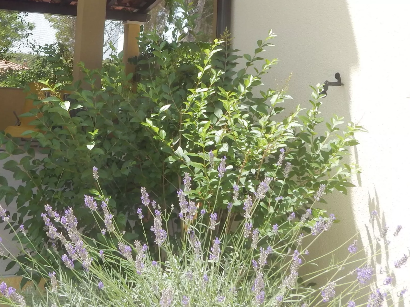 Für 4 Personen ca. 60 m&sup2; in Milna auf Brac, Adriaküste Kroatien (Kroatisch-Buiten