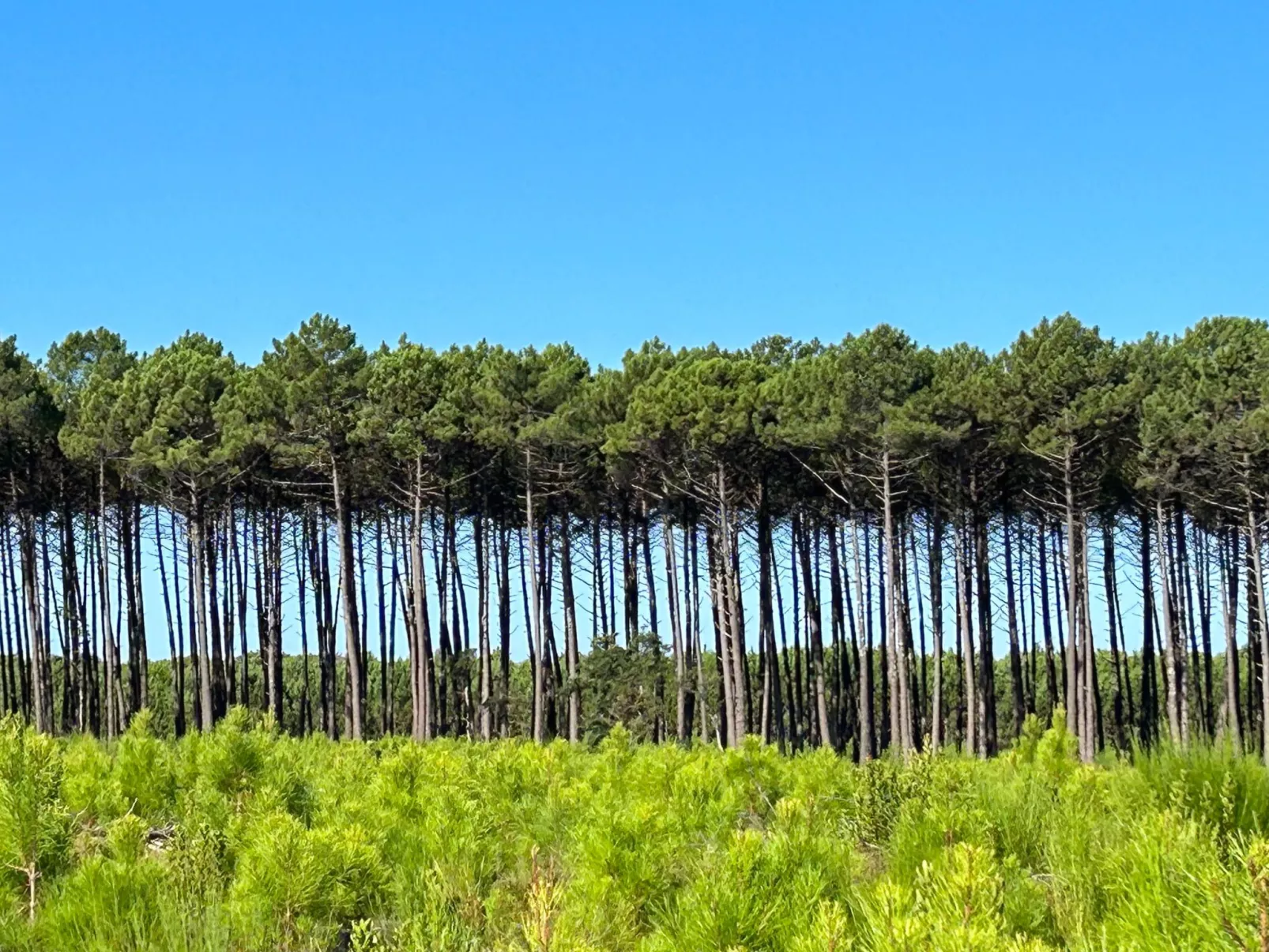 La Maison Pinède-Buiten