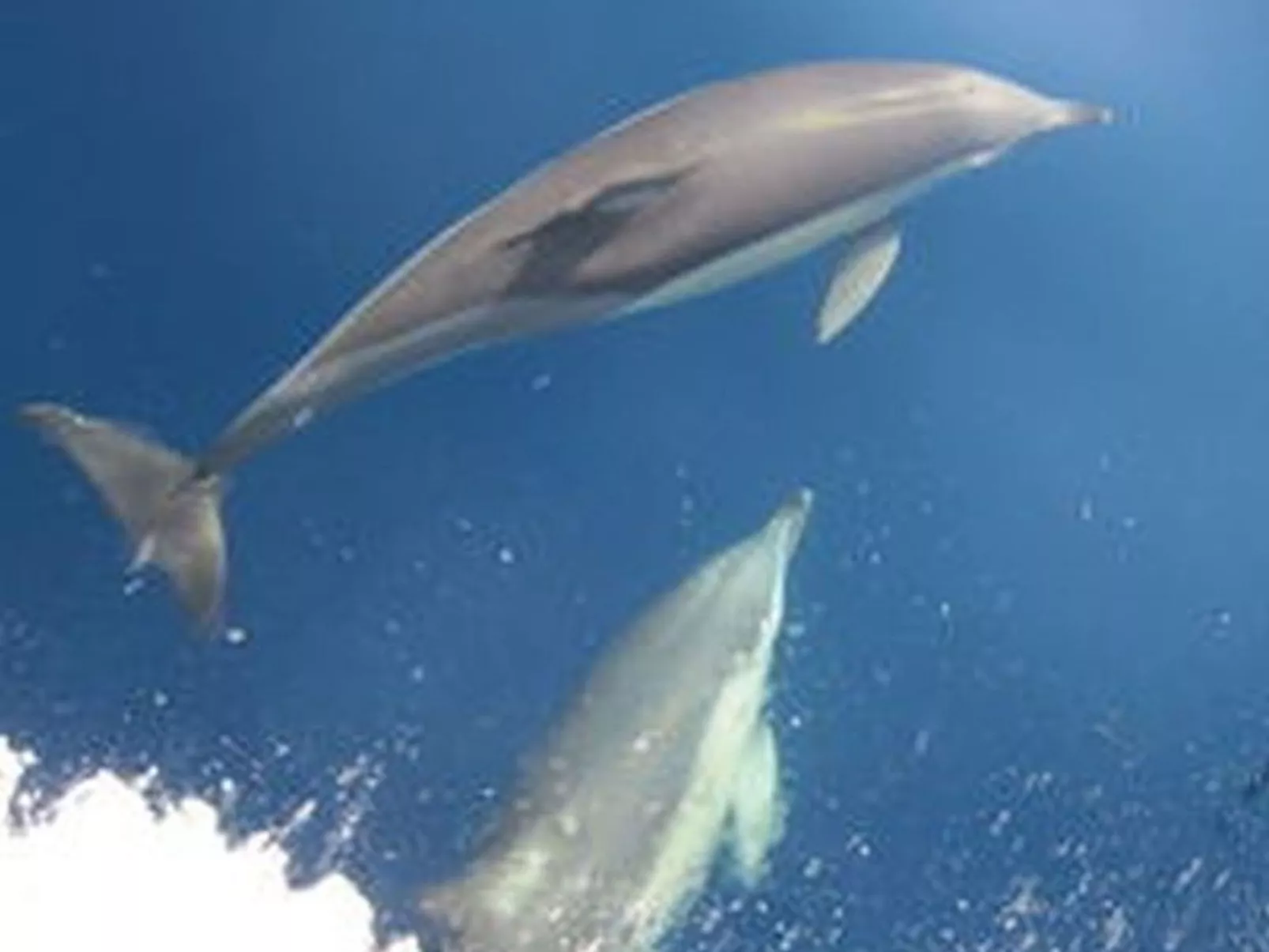 Finikas Garden Studios Pool Garten-Image-tags.info