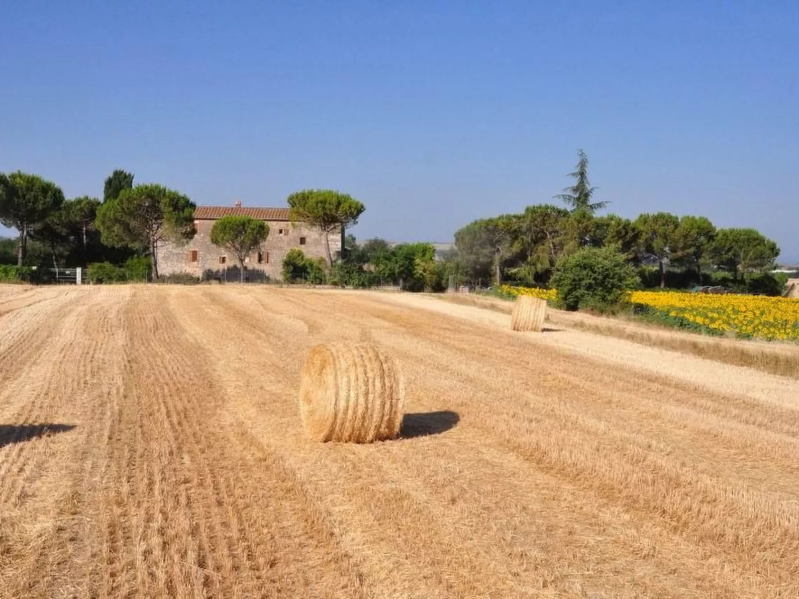 'Molinello albicocco'-Image-tags.info