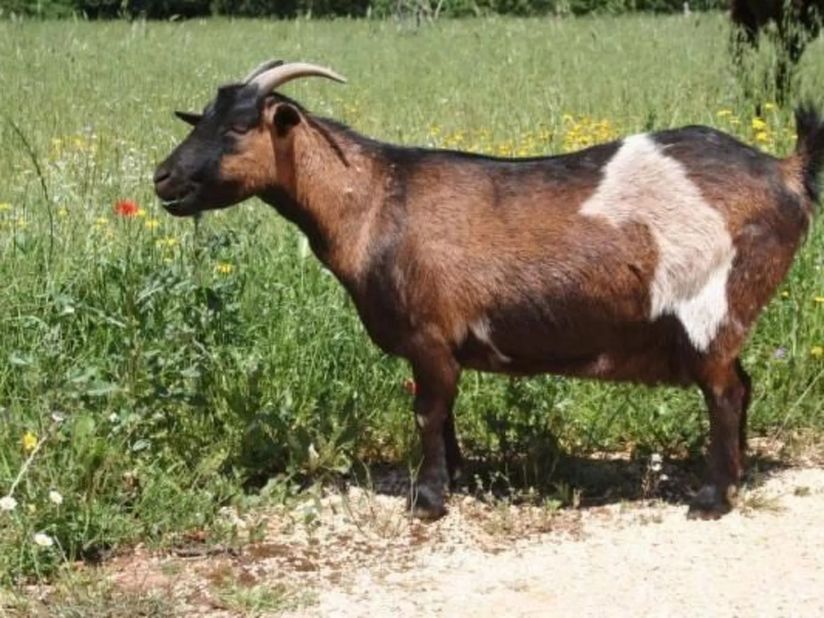 Antike Villa mit privatem Pool, Spa und türkischem Bad-Buiten