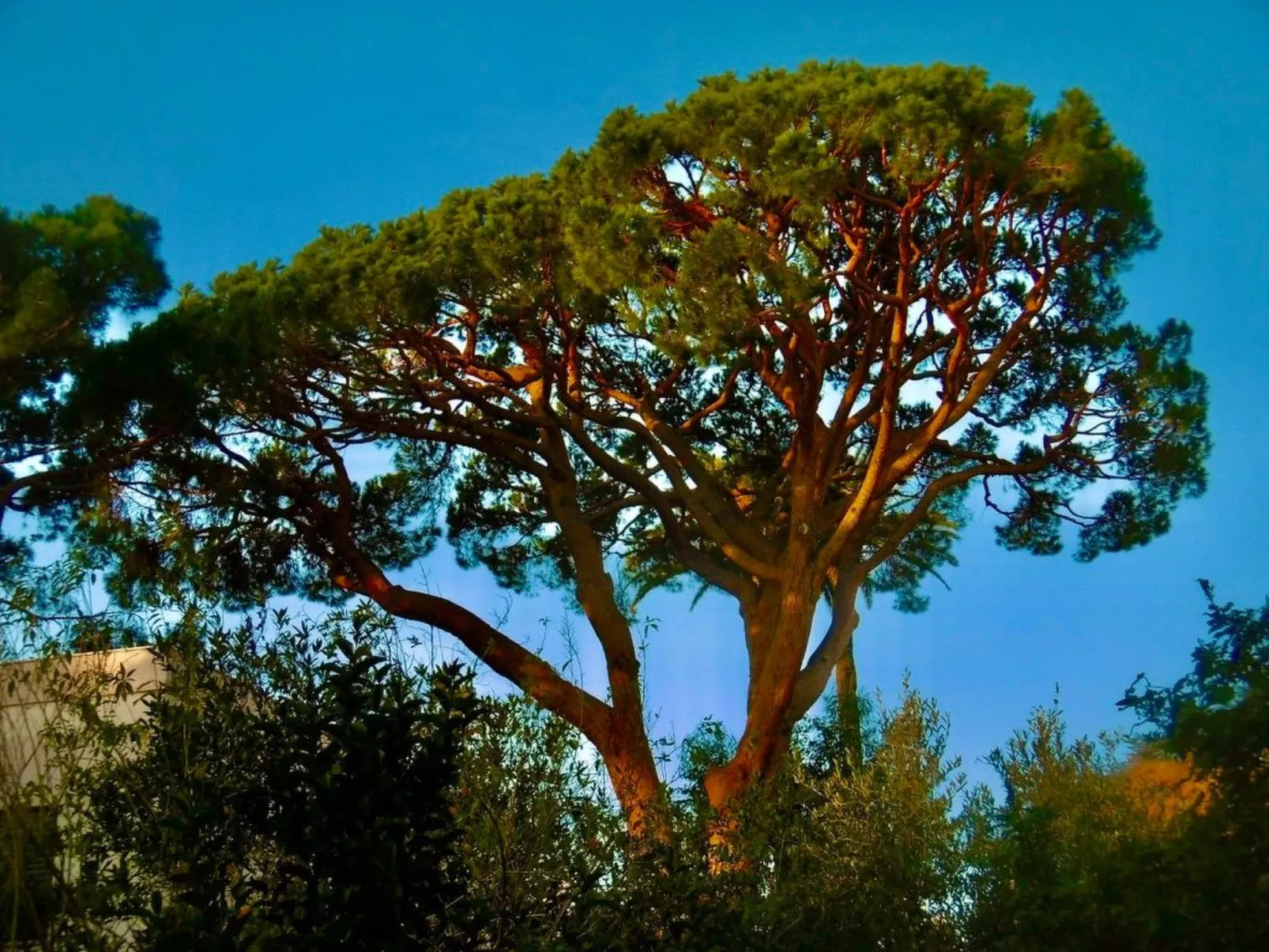 Mascotte Gartenhaus-Buiten