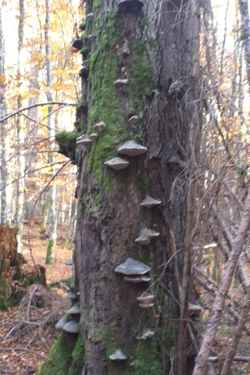 FeWo Steinbeisser-Buiten