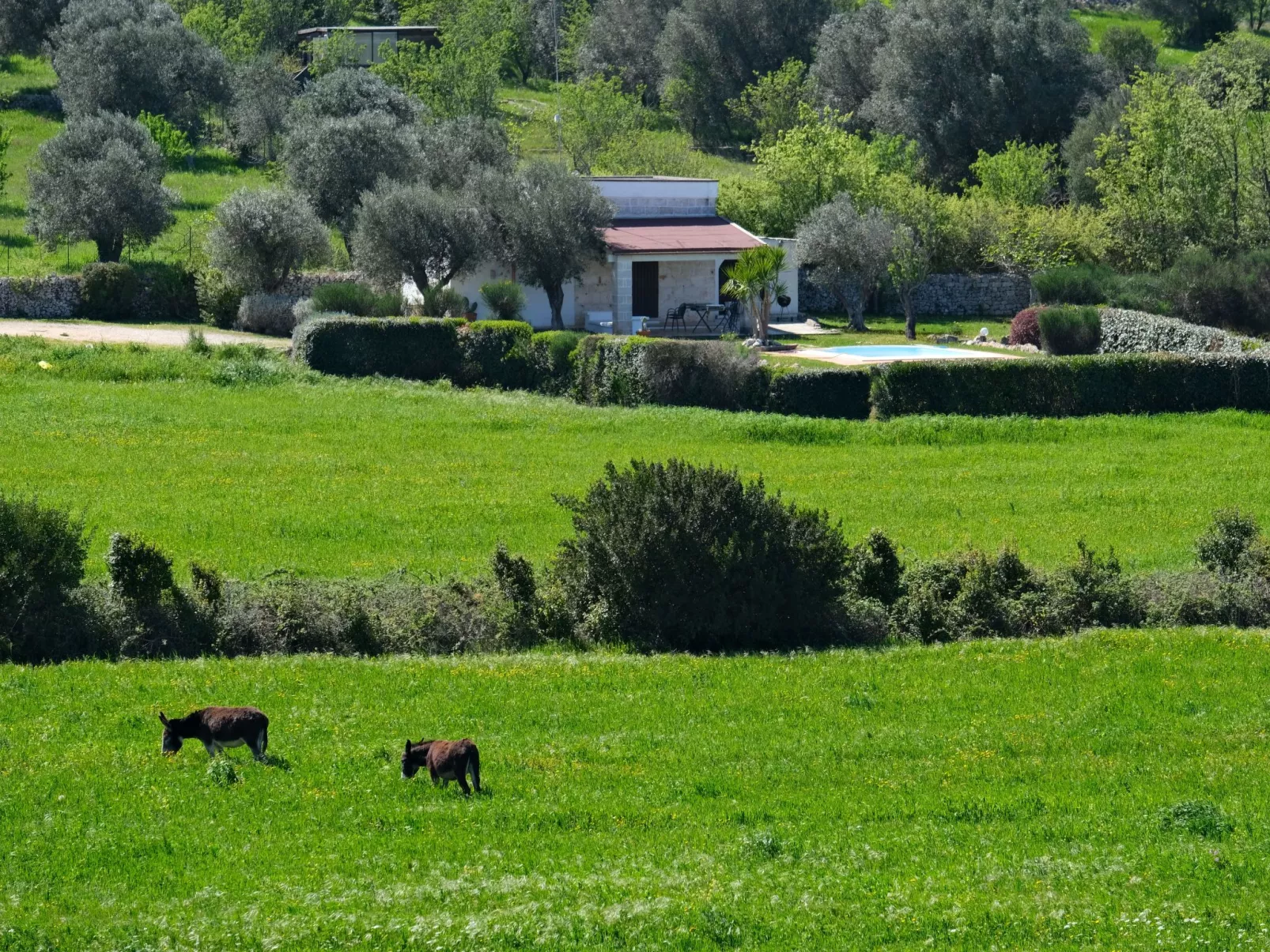 Landhaus in Ostuni mit privatem Pool-Buiten