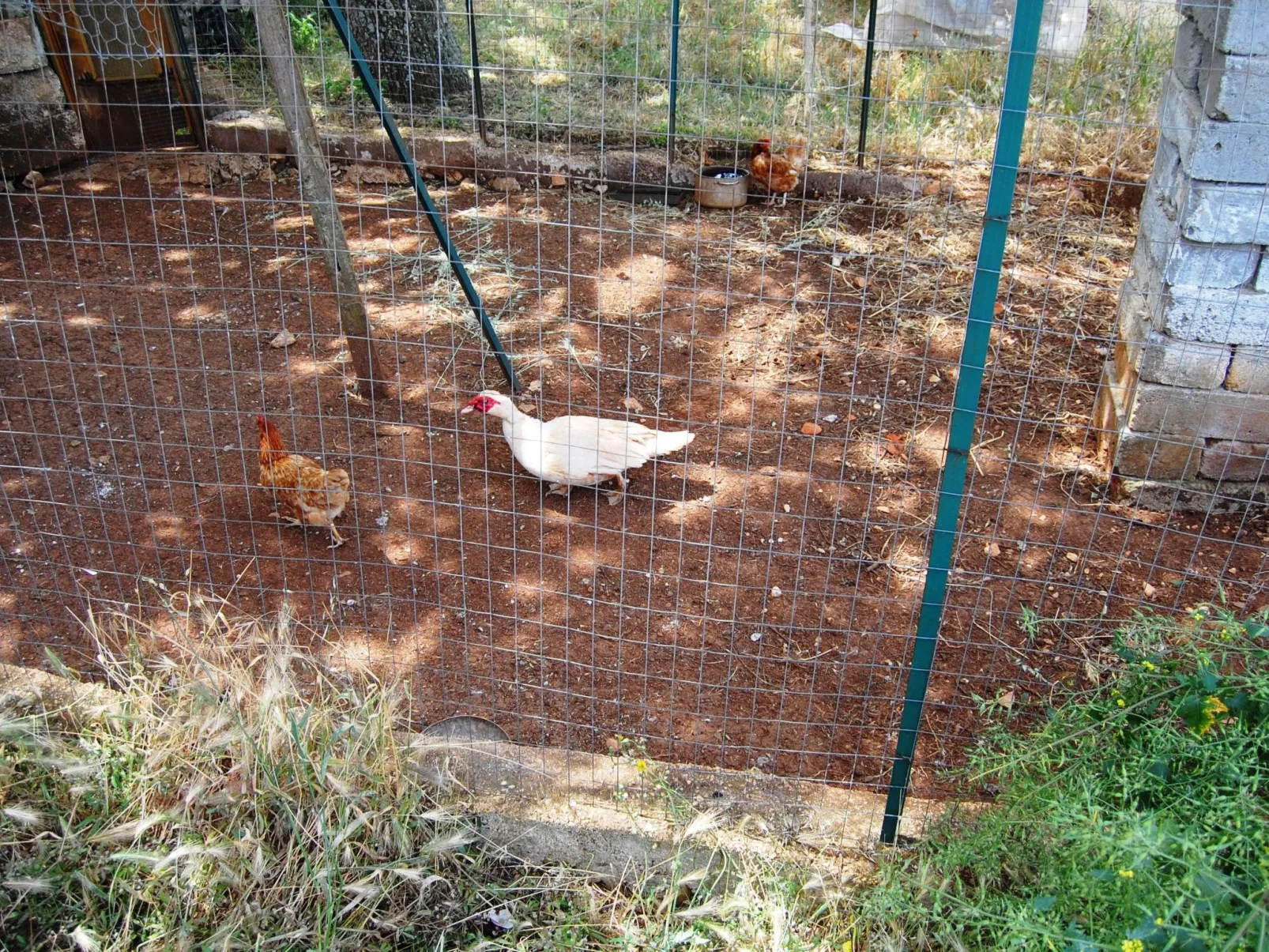 VERDE-Image-tags.info