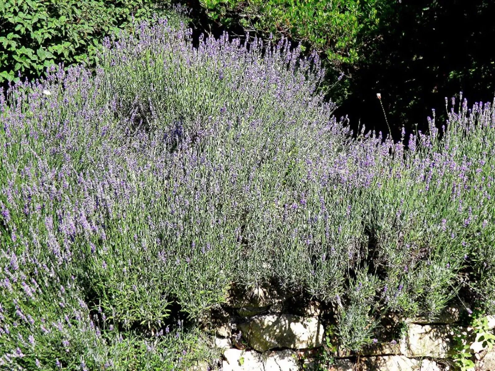 Suite mit Gartenblick-Buiten