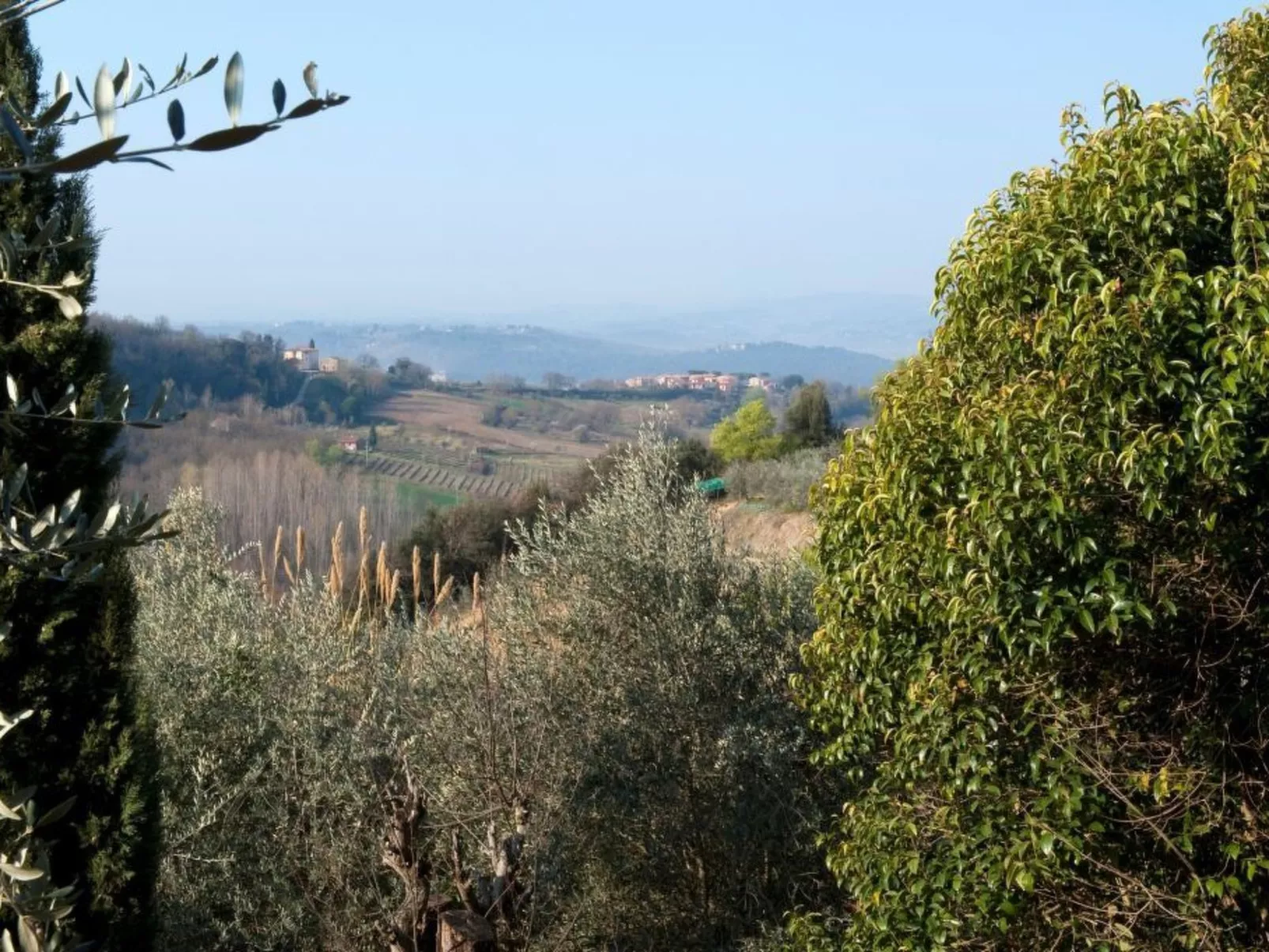 Flachschnäpper-Buiten