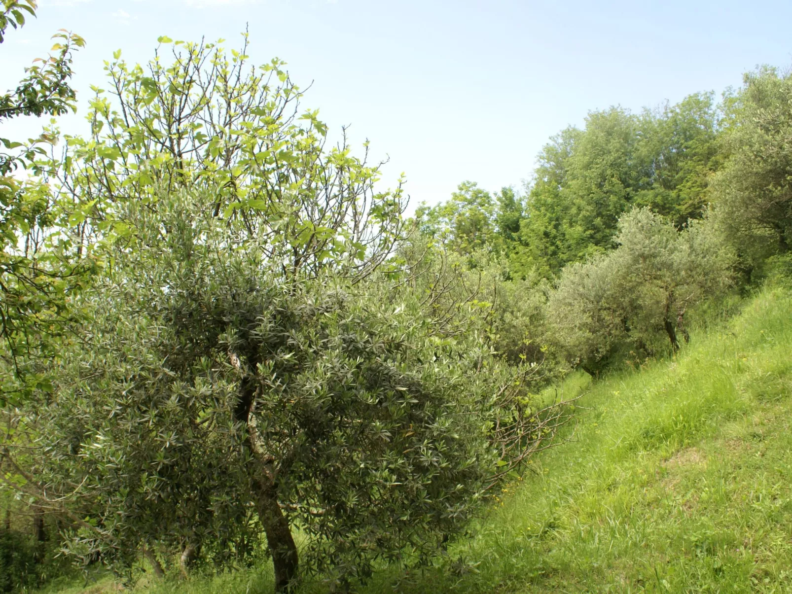 Sunset Barga Toskana kürzlich renoviert-Image-tags.info