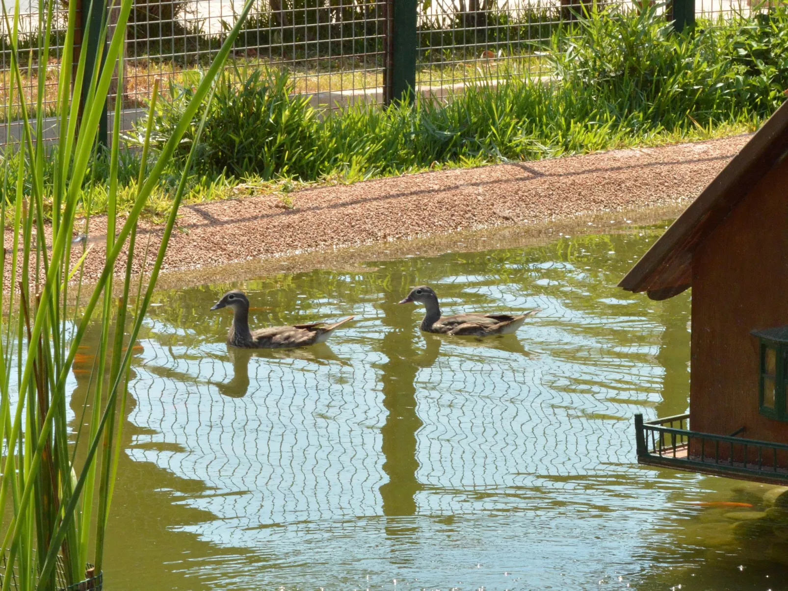 Oasis 11-Image-tags.info